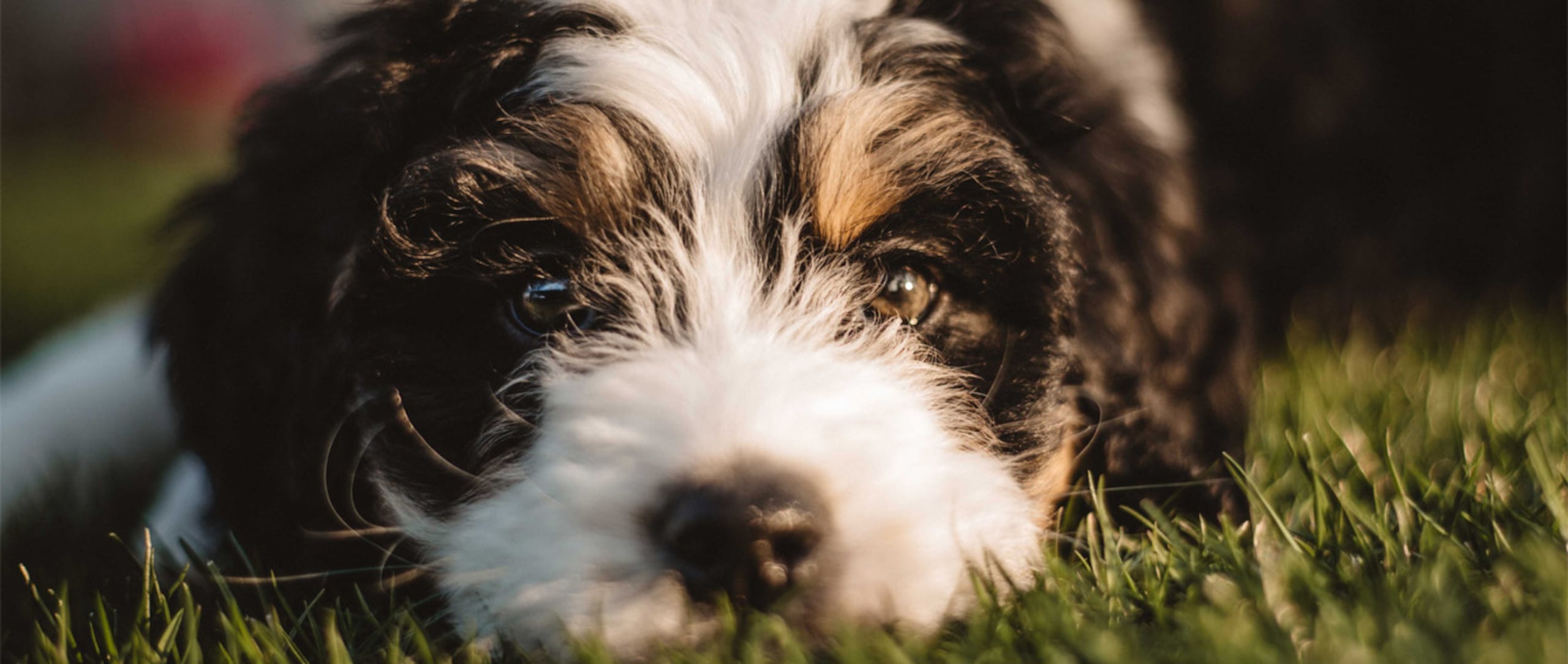 Las mascotas se sienten tristes cuando sus humanos pasan tanto tiempo pegados al teléfono porque son animales sociales y necesitan tener constante interacción con nosotros. (Savs / Unsplash)