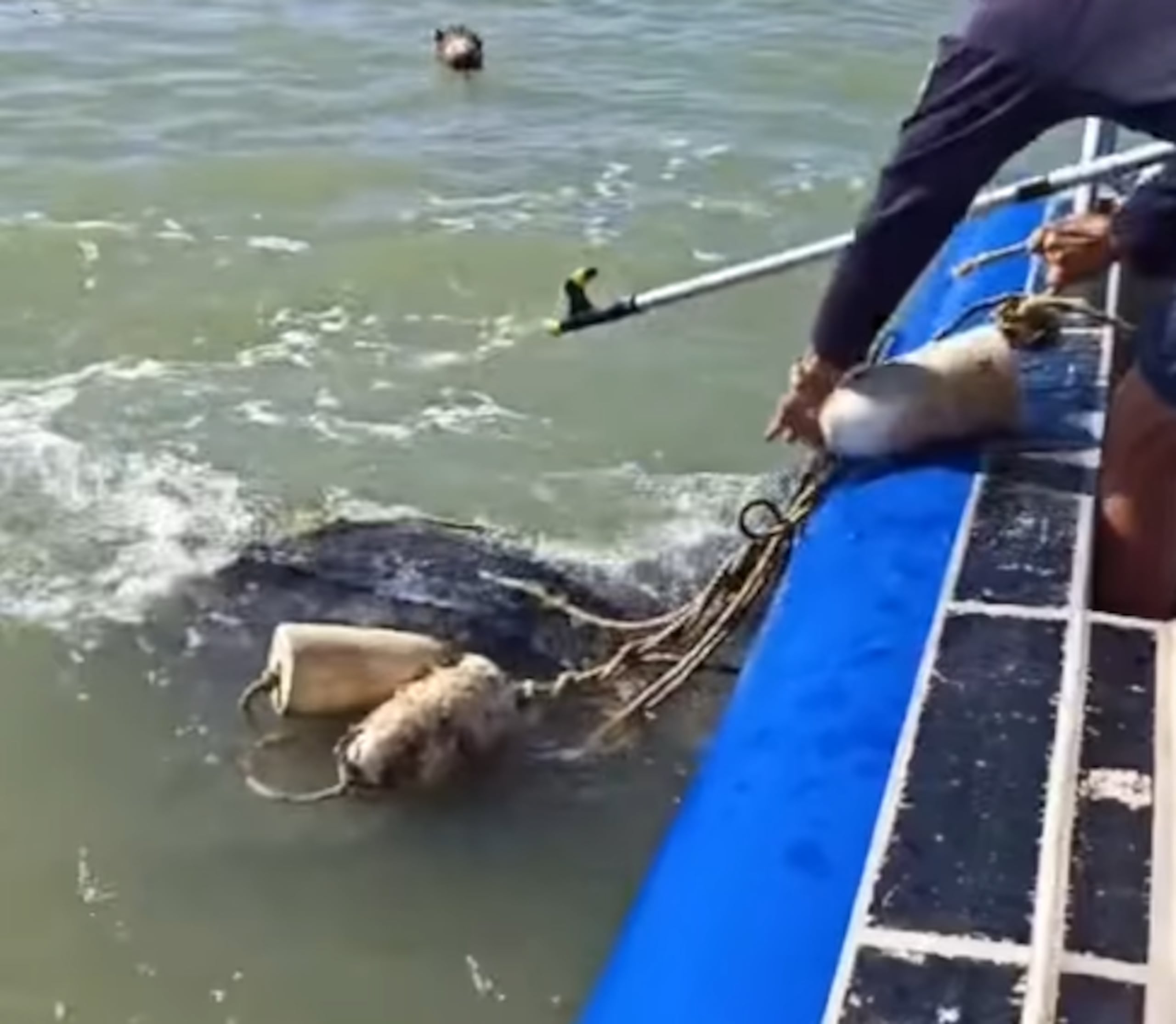 Declarados como especie en peligro de extinción desde 1970, los tinglares están amenazados por las capturas accidentales de redes de pesca, la captura directa, la destrucción de su hábitat, la contaminación oceánica, las colisiones con embarcaciones y el cambio climático.