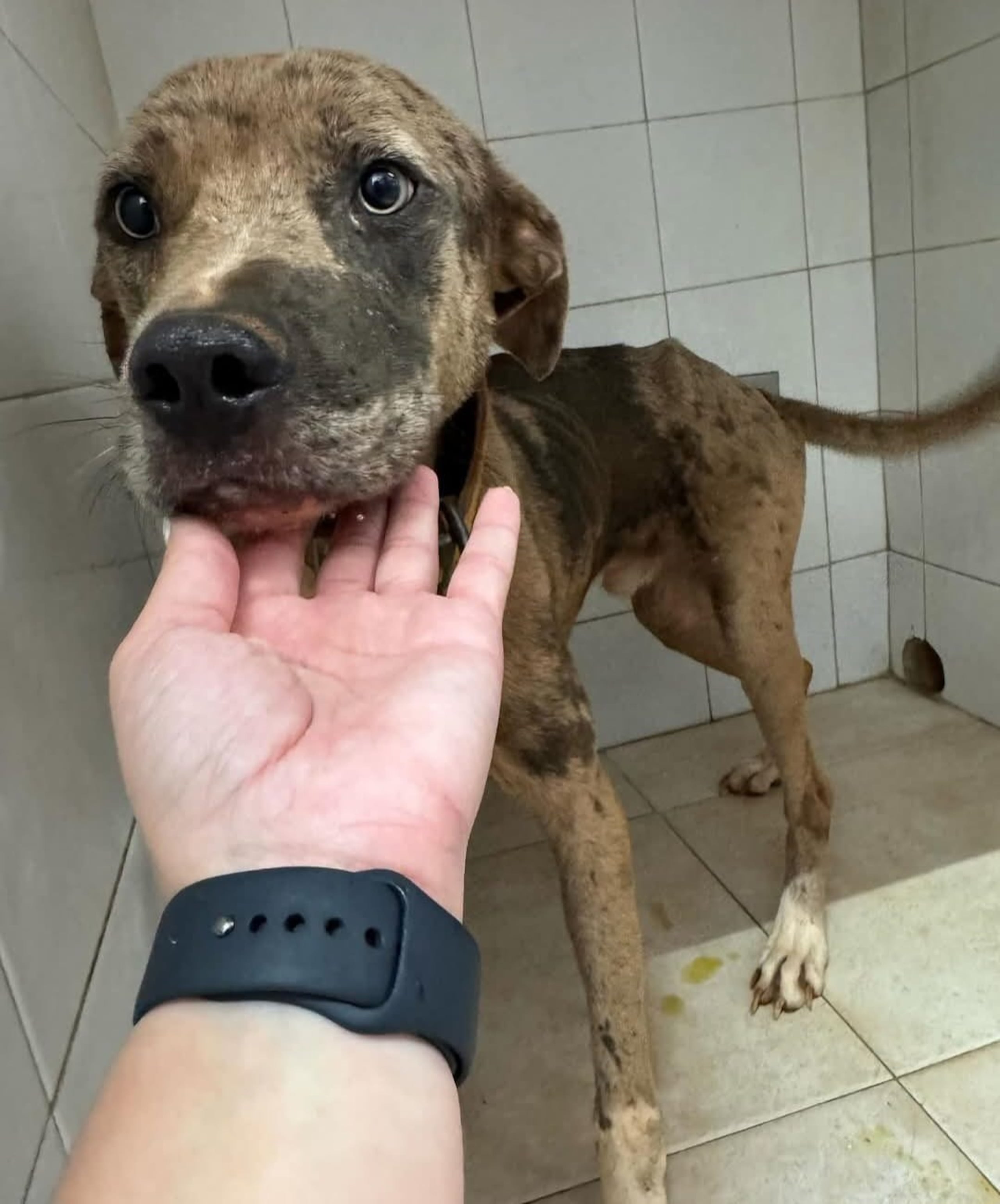 El perro "Kabo" fue abandonado enjaulado en un área desolada, sin agua ni comida. Estaba desnutrido cuando fue encontrado por el agente Joel Vidot, en el barrio Miraflores, en Arecibo.
