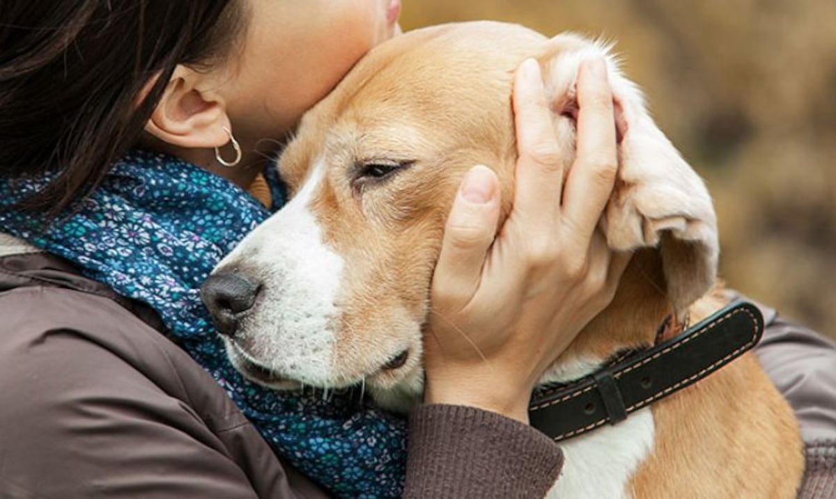 ¿Perdiste a tu mascota? Encuentra apoyo y consuelo en momentos difíciles