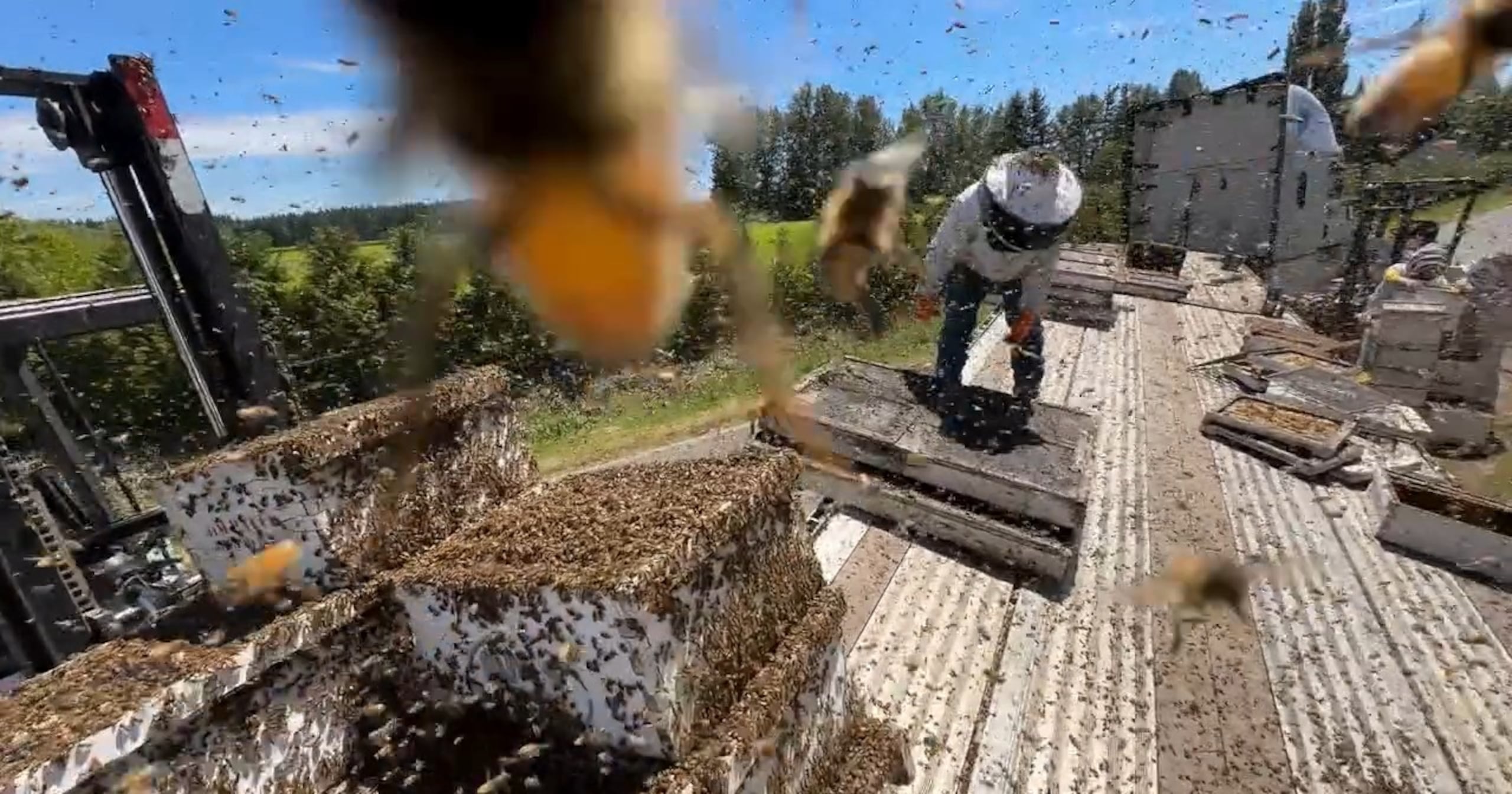 Más de dos docenas de apicultores participaron en el rescate de millones de abejas melíferas polinizadoras.