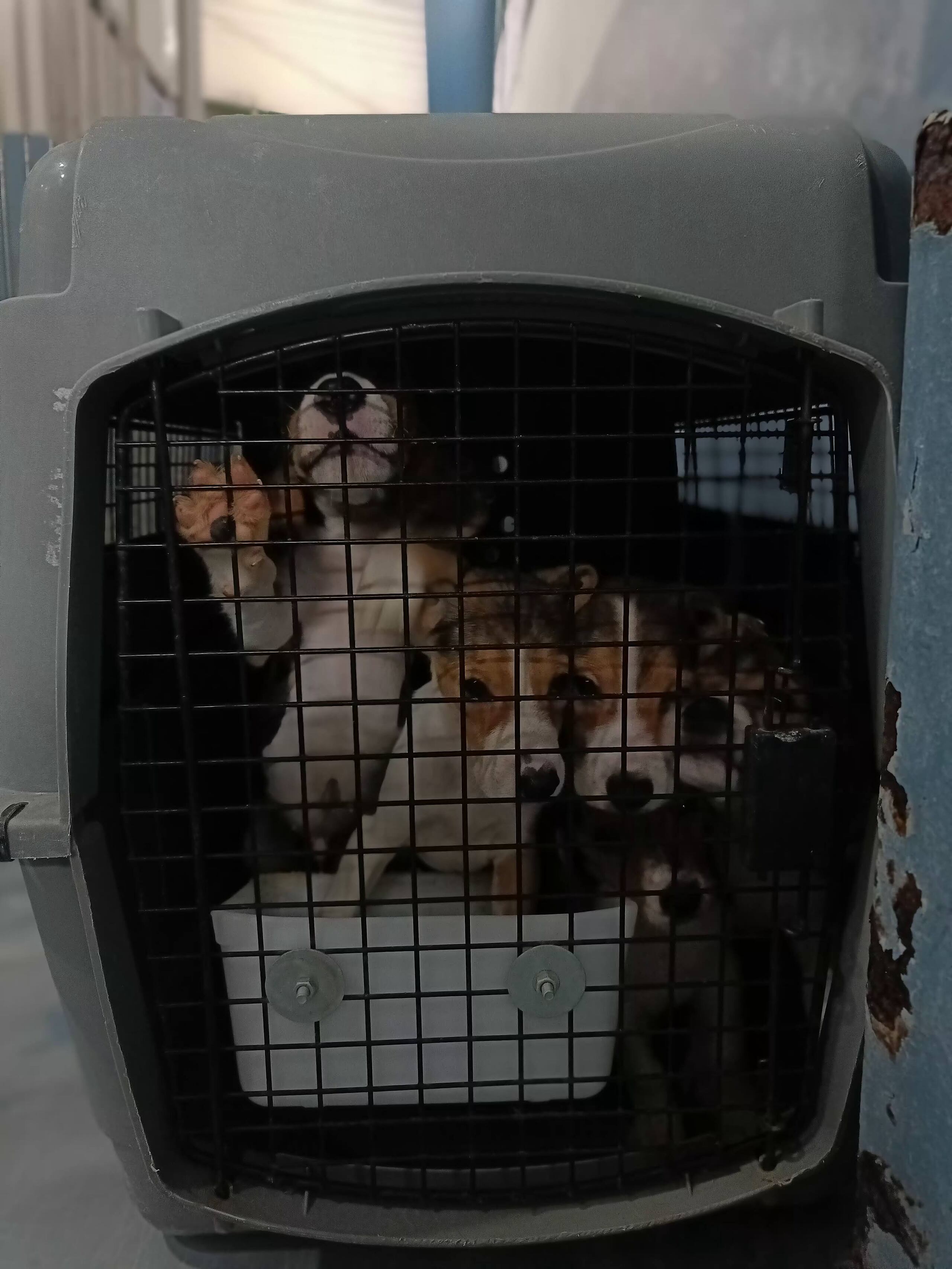 Imágenes proporcionadas por PETA India que muestran las condiciones en el laboratorio Palmur Biosciences, al sur de la India, donde se denuncian supuestas pruebas dolorosas contra animales que habrían causado múltiples muertes. EFE