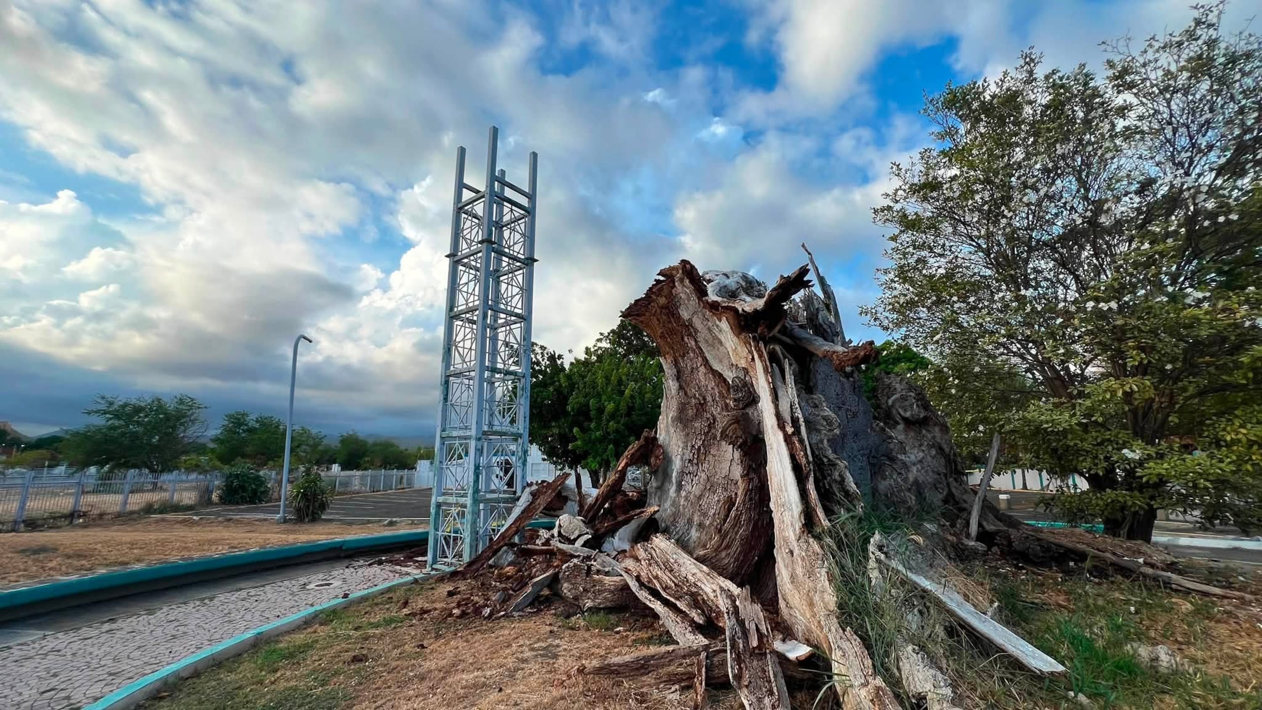 El municipio indicó que próximamente anunciará las acciones que se estarán desarrollando para preservar la memoria y el legado histórico del árbol.