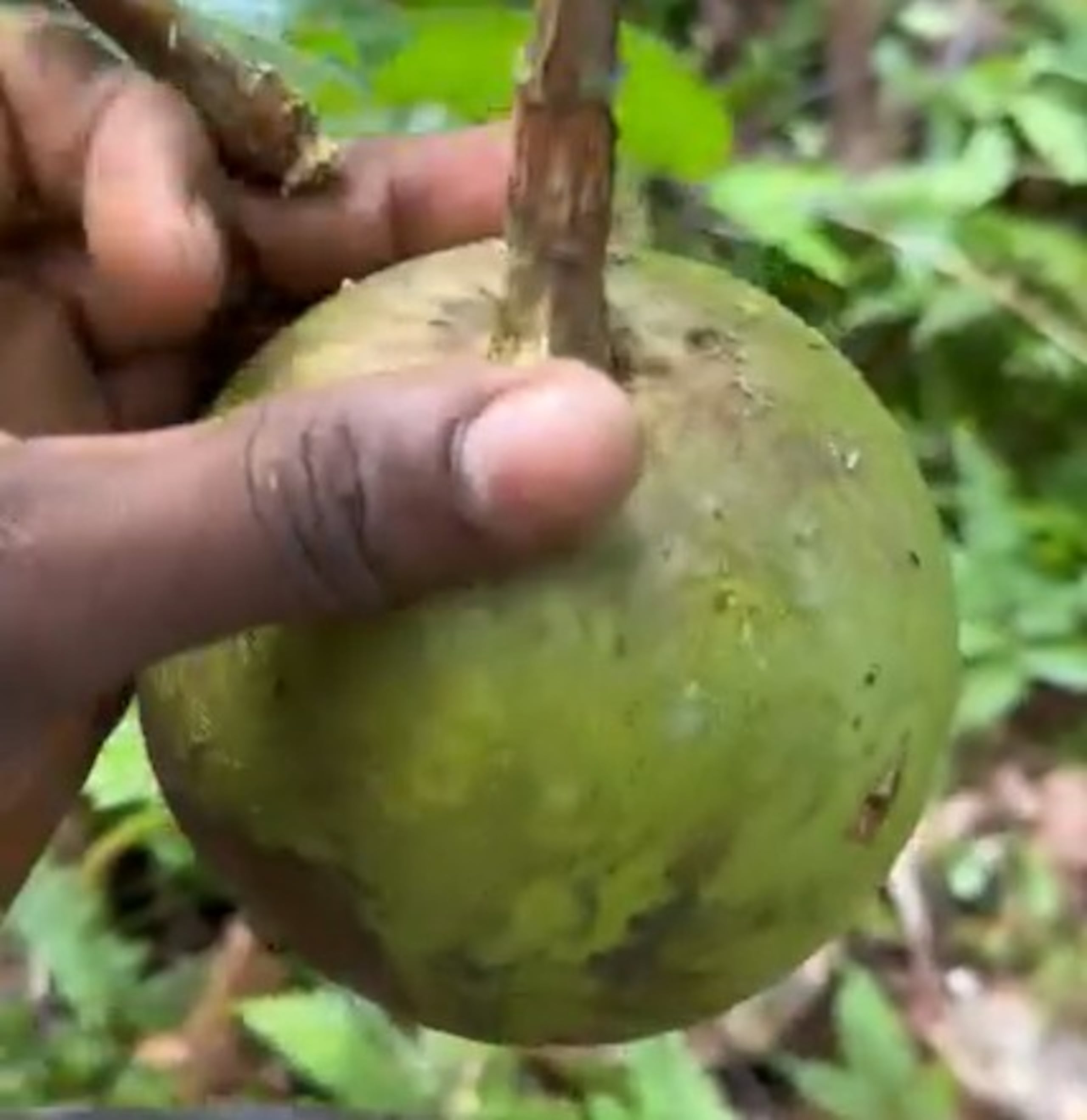 Para potenciar sus efectos, el borojó puede mezclarse con otras frutas como el banano (rico en potasio), la piña (que contiene bromelina, una enzima relacionada con la libido) y las fresas (fuente de antioxidantes y vitamina C).