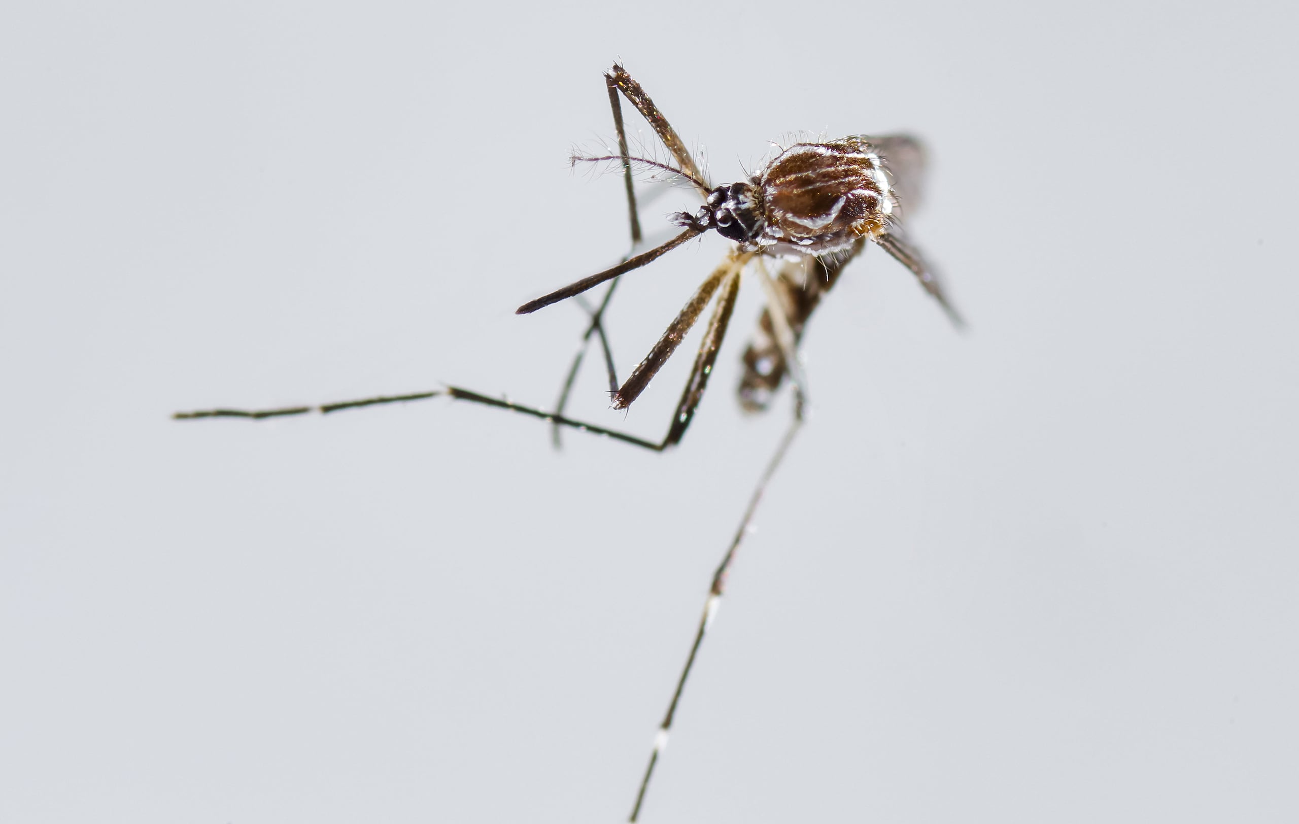 El dengue lo transmite la picadura del mosquito "Aedes aegypti" y no se contagia de persona a persona.