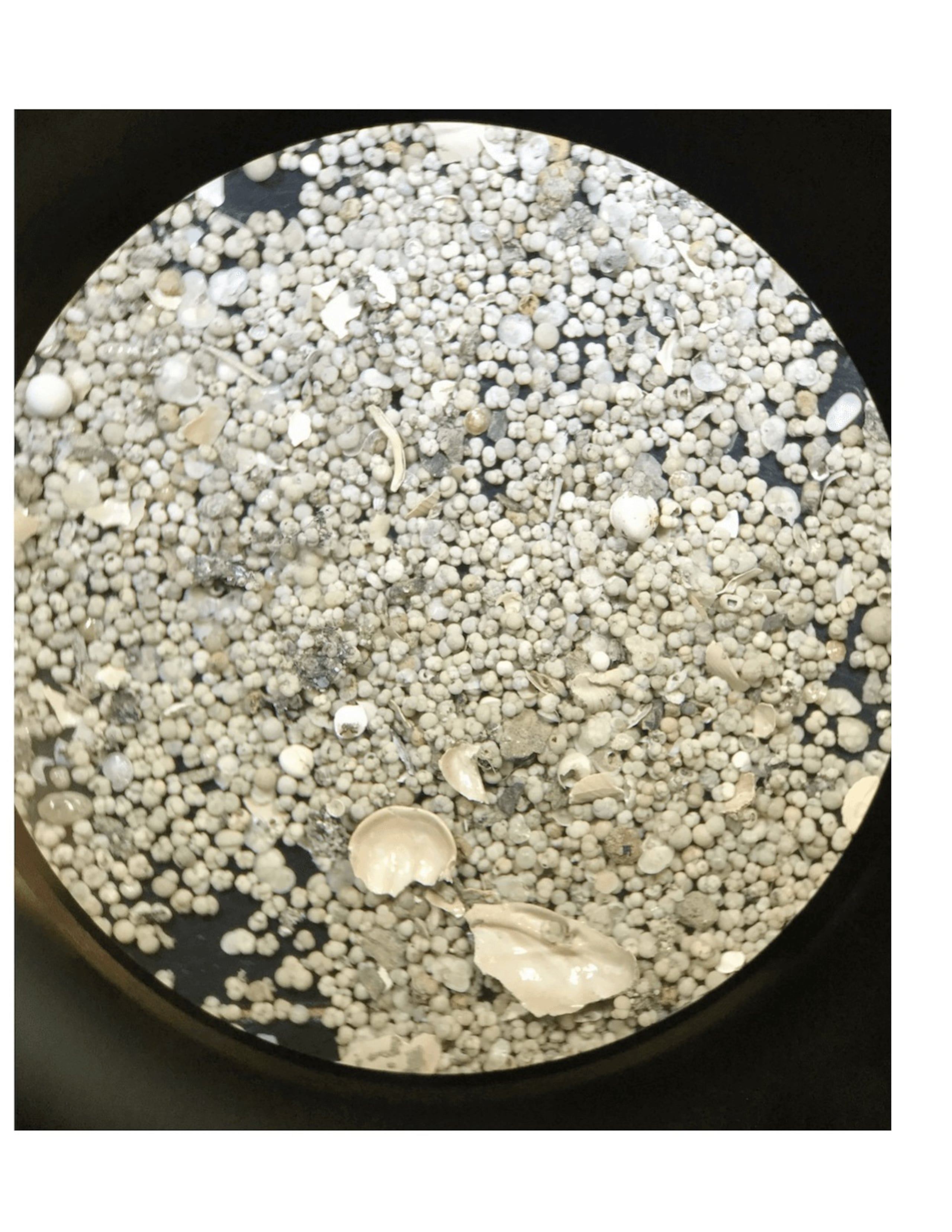 Imagen microscópica con zoom de sedimentos marinos tropicales lavados que muestra un gran número de caparazones individuales de foraminíferos. Crédito: Kaustubh Thirumalai, Universidad de Arizona