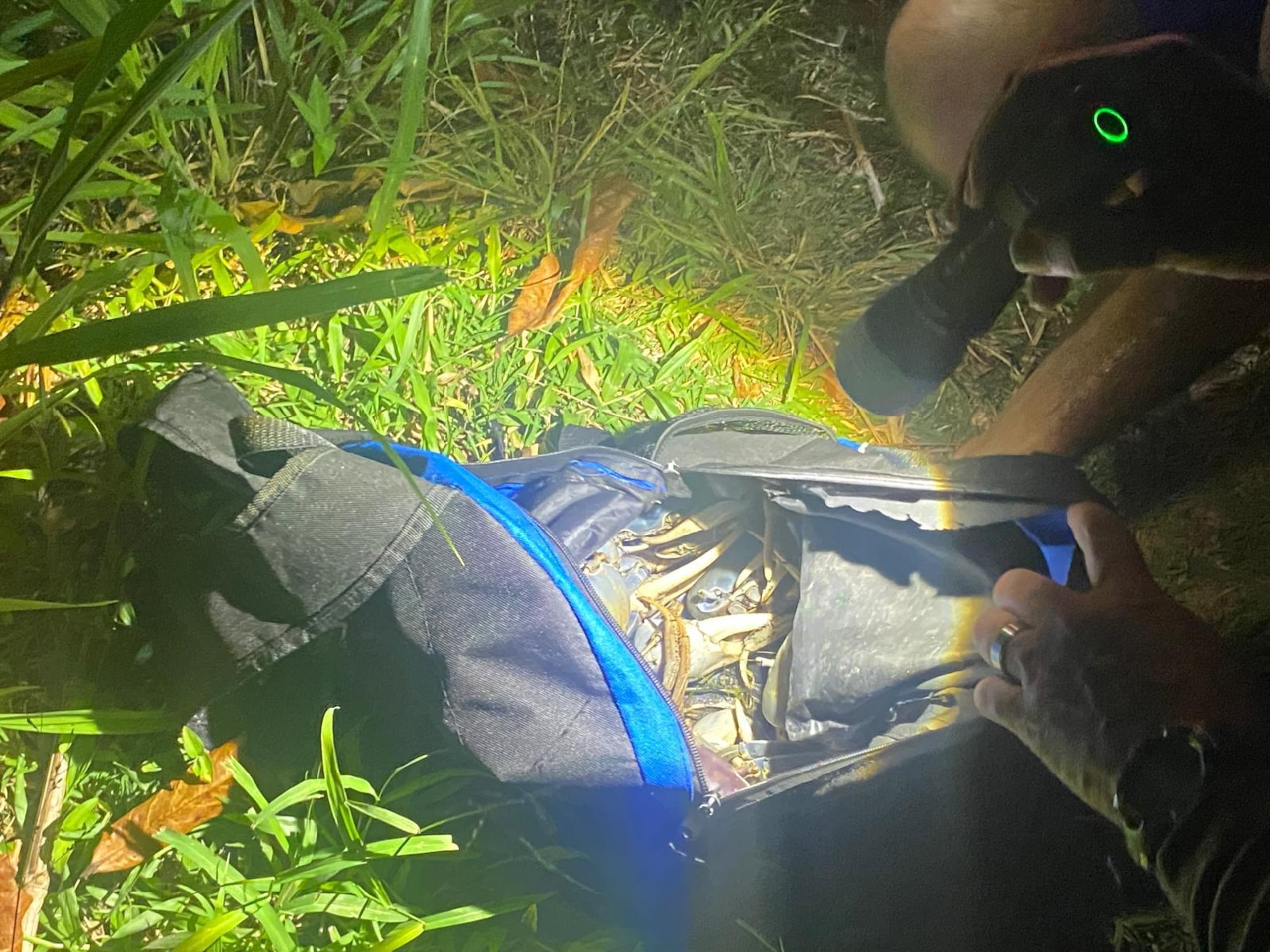 Los jueyes recuperados fueron liberados en su hábitat tras ser confiscados por personal del Cuerpo de Vigilantes.