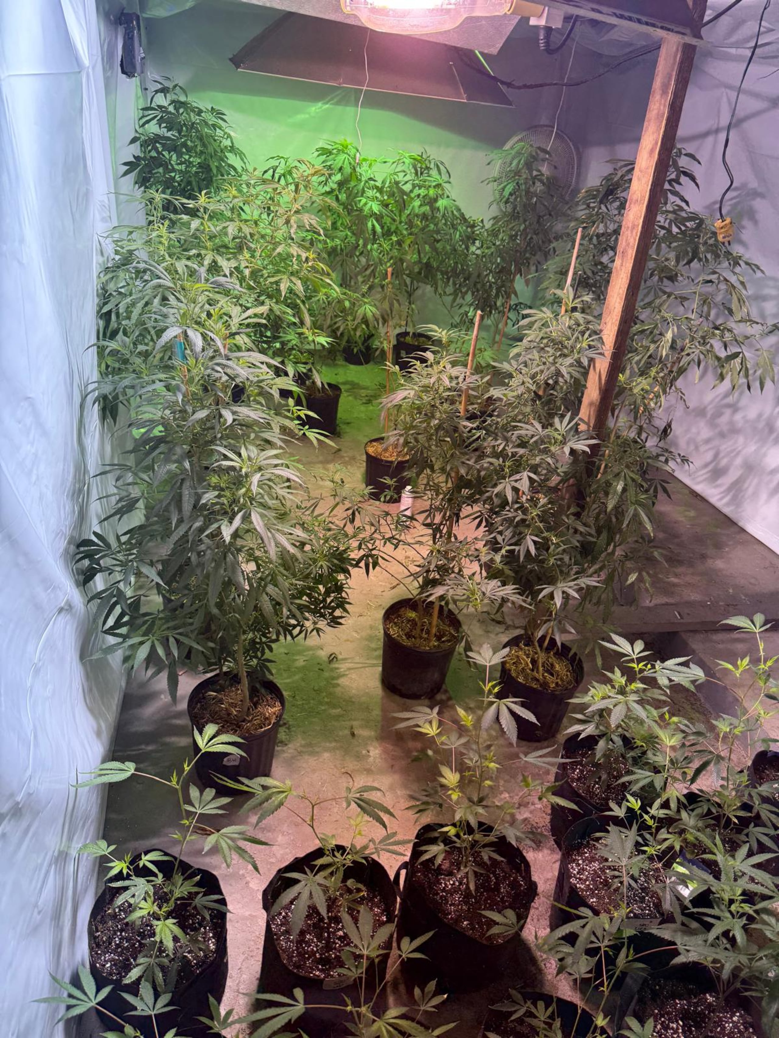 Un invernadero de marihuana fue ocupado por agentes de la División de Drogas y Narcóticos, en una residencia ubicada en el barrio Domingo Ruiz, en Arecibo.