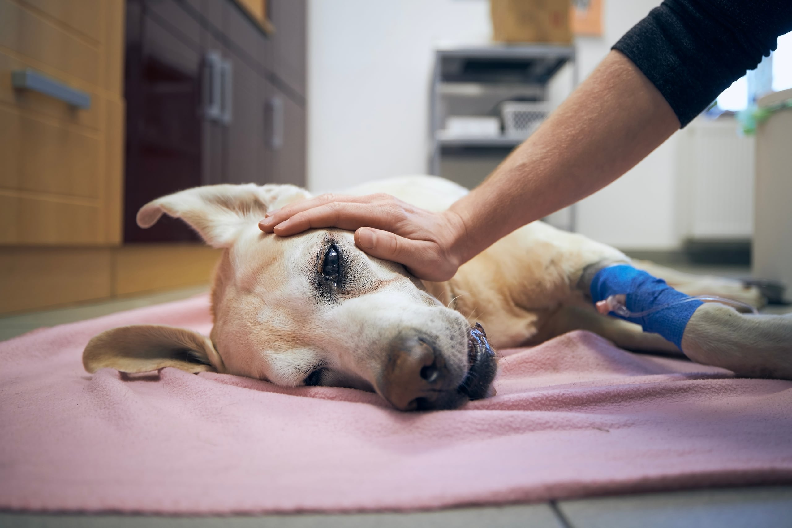 En ocasiones, prolongar la vida del animal implica alargar un sufrimiento físico para ella y emocional para nosotros.