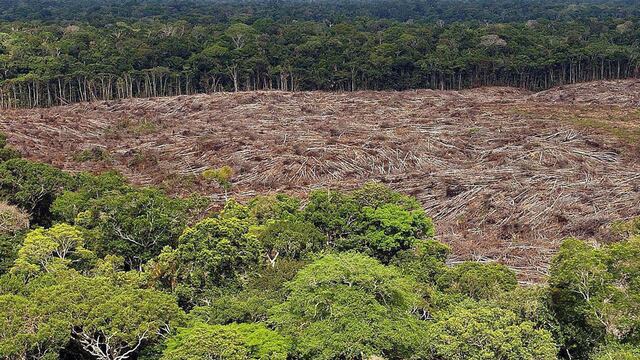 Nuevo fondo global busca frenar la tala con pagos de cuatro dólares por hectárea de selva