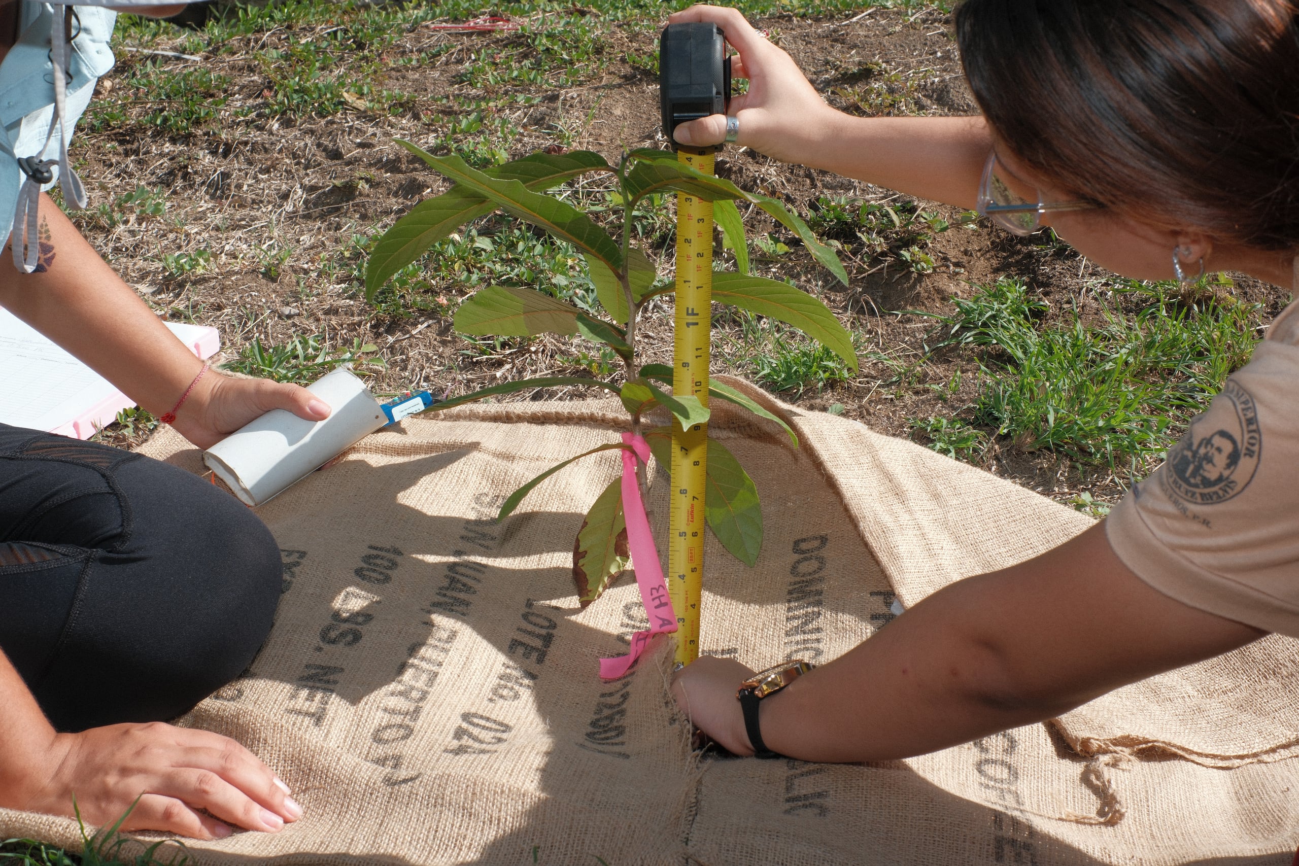 El evento inaugural marcó el comienzo de un ambicioso esfuerzo de reforestación urbana que busca sembrar 20 mil árboles en 11 municipios.