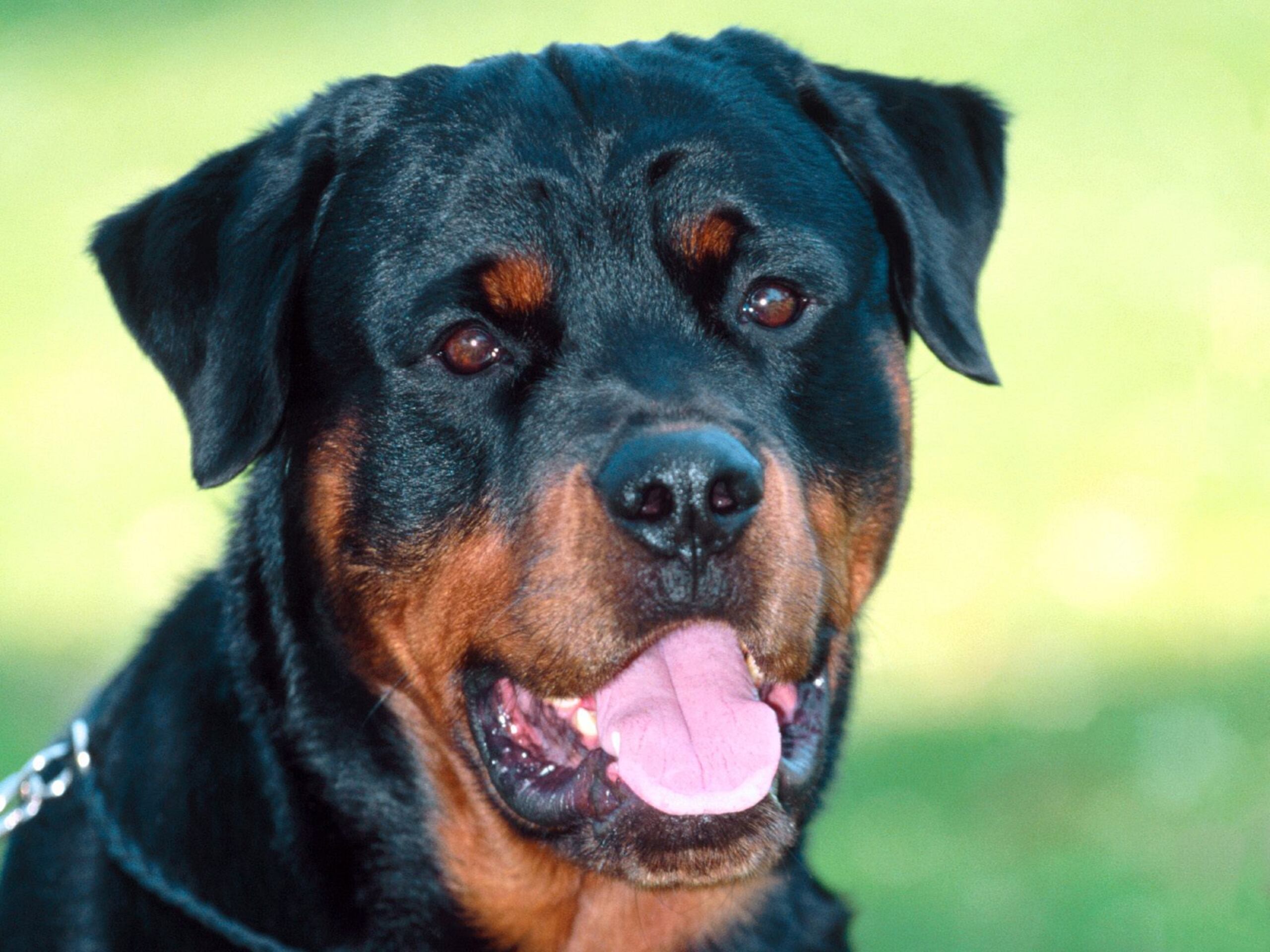 Un perro de la raza rottweiler.