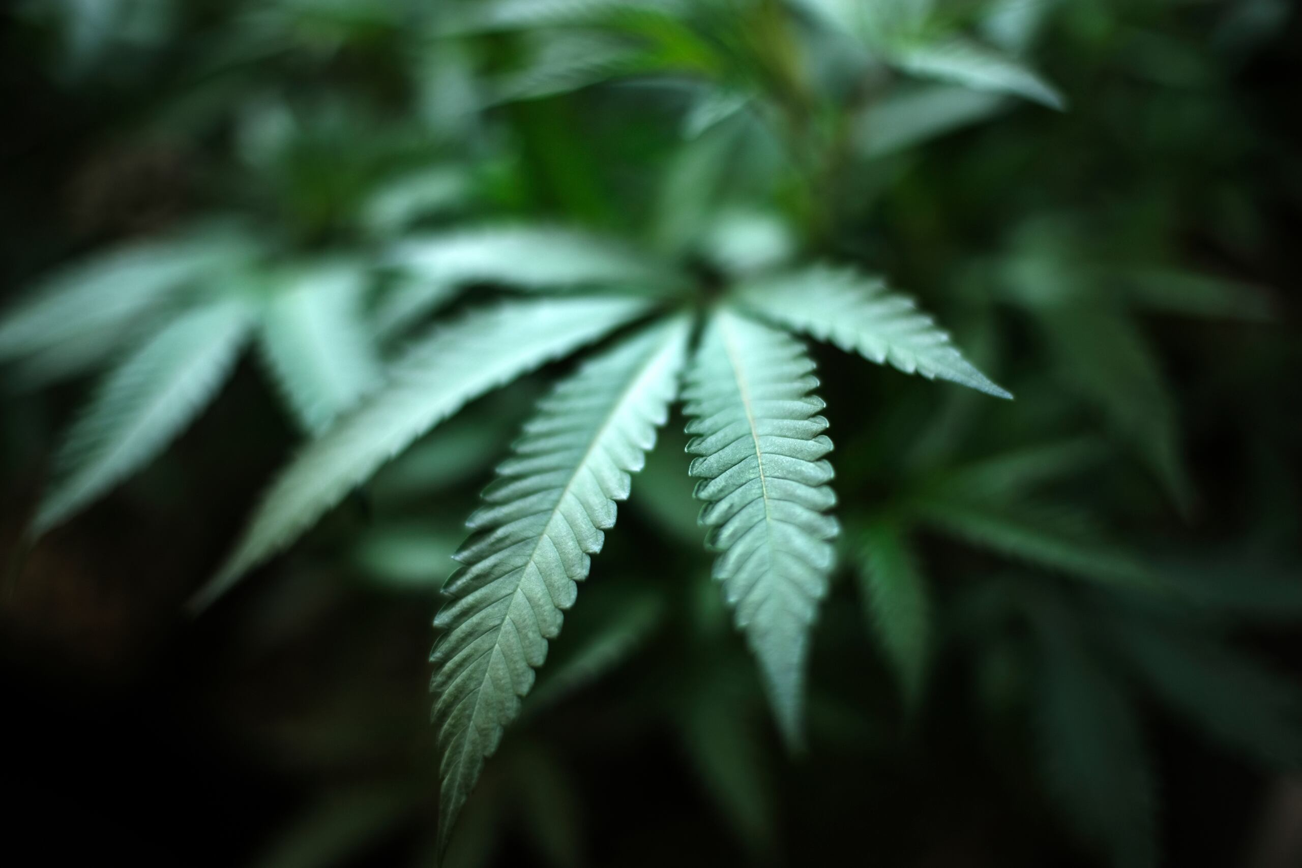 La oficina encargada de la seguridad en la cámara alta del Congreso abrió la semana pasada una investigación oficial después de que sus trabajadores detectaran un supuesto olor a marihuana en uno de los baños, donde afirmaron que únicamente se encontraba una empleada del senador Robin Padilla.