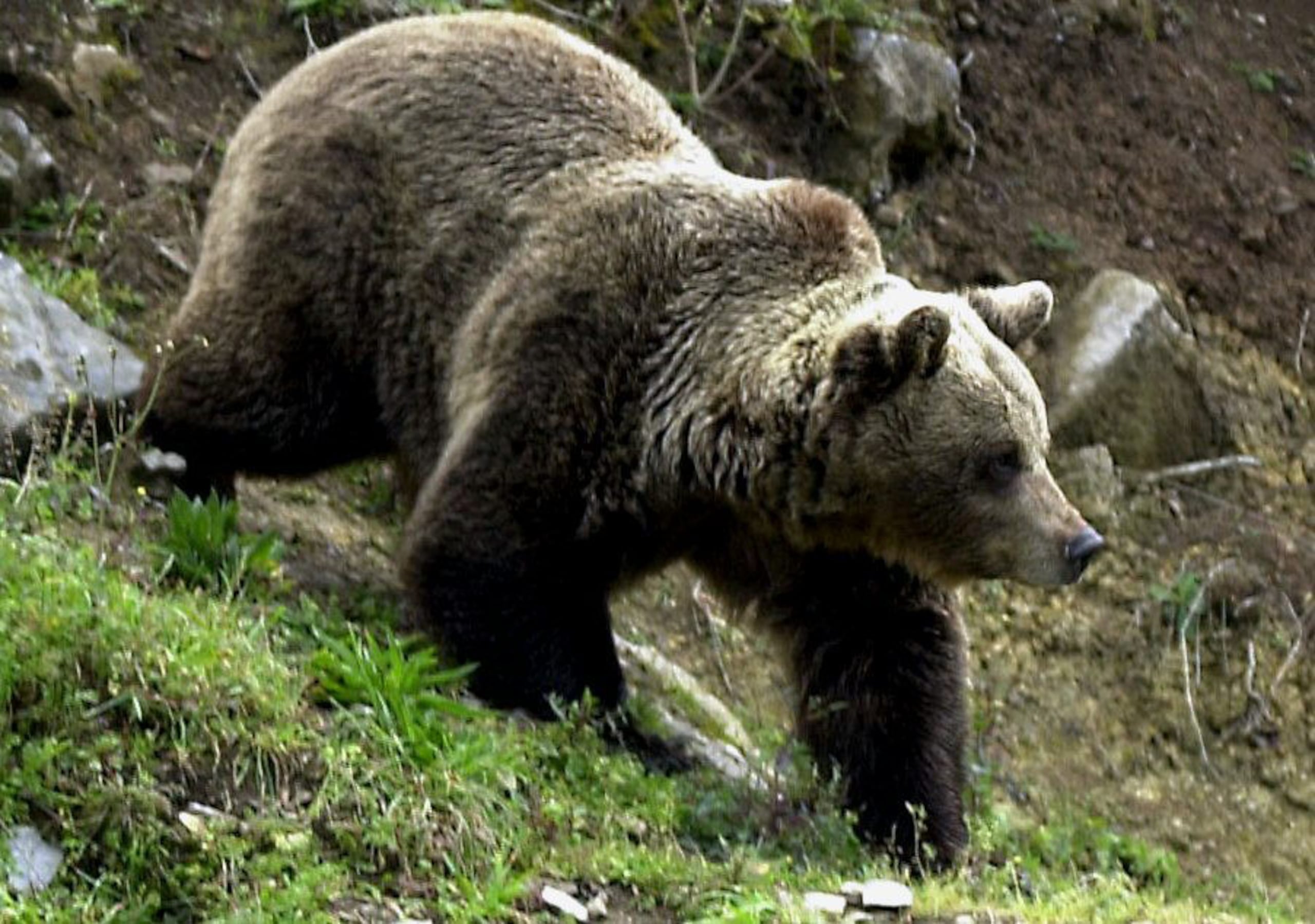 Anchorage, que es con mucho la ciudad más grande de Alaska, alberga a unas 290,000 personas. También viven allí cerca de 350 osos negros, 65 osos pardos y 1,600 alces.
