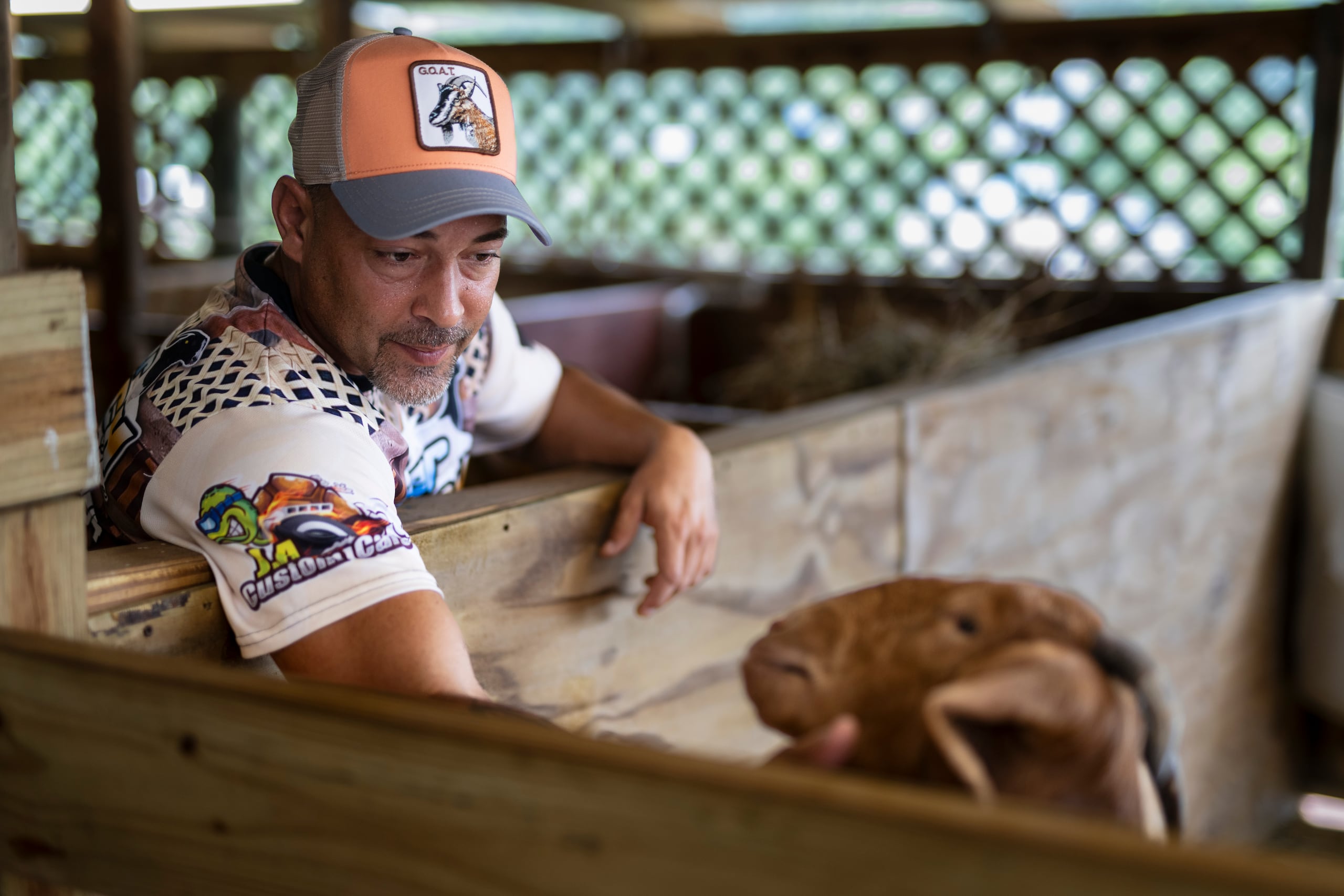 El capricultor Joel Agosto, quien está inmerso en la industria de crianza de cabras de la raza Boer, llevada a cabo en su rancho del barrio Dajaos en Bayamón.