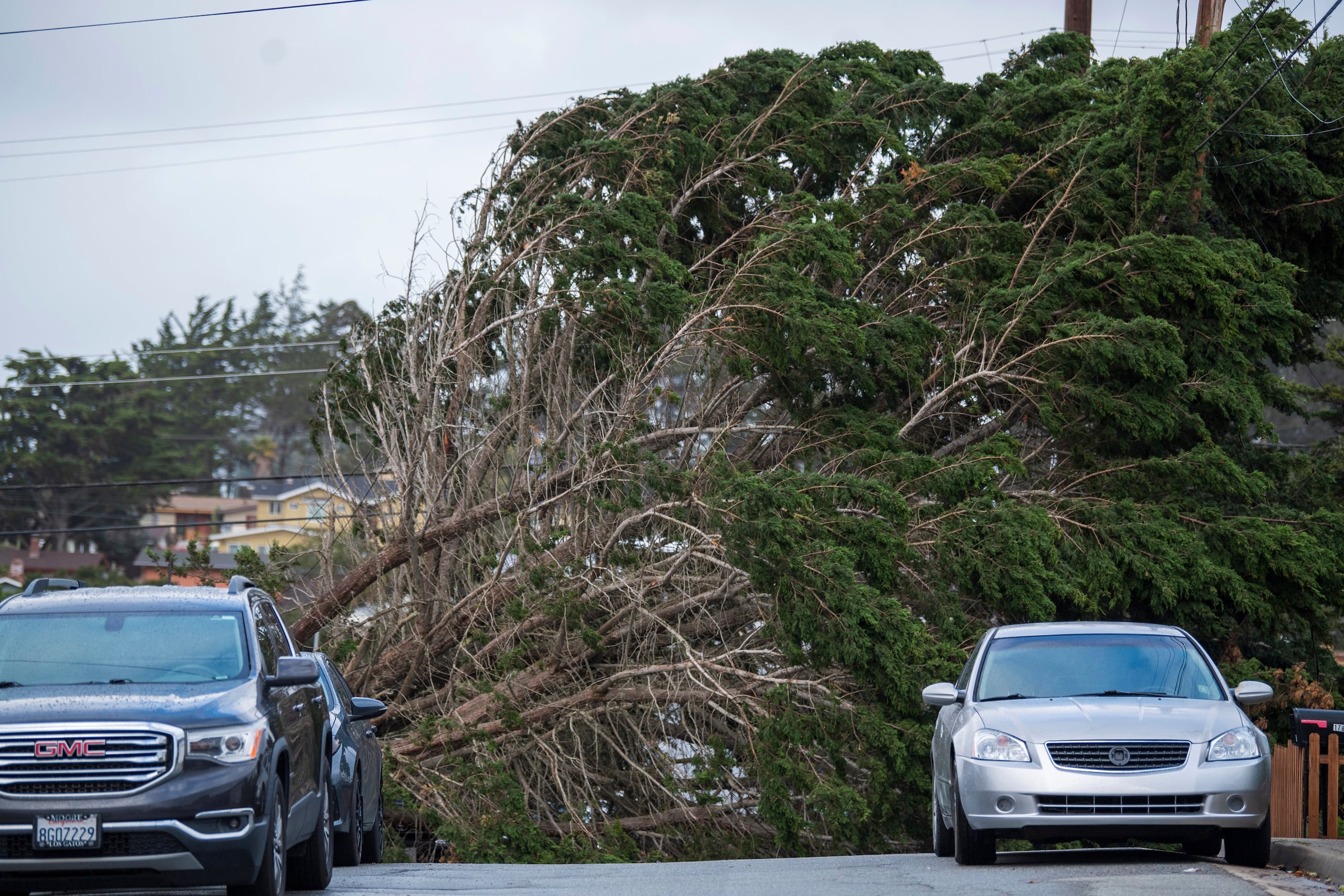 El mal tiempo también provocó la caída de una gran rama de árbol en Seaside, California (Foto AP/Nic Coury)