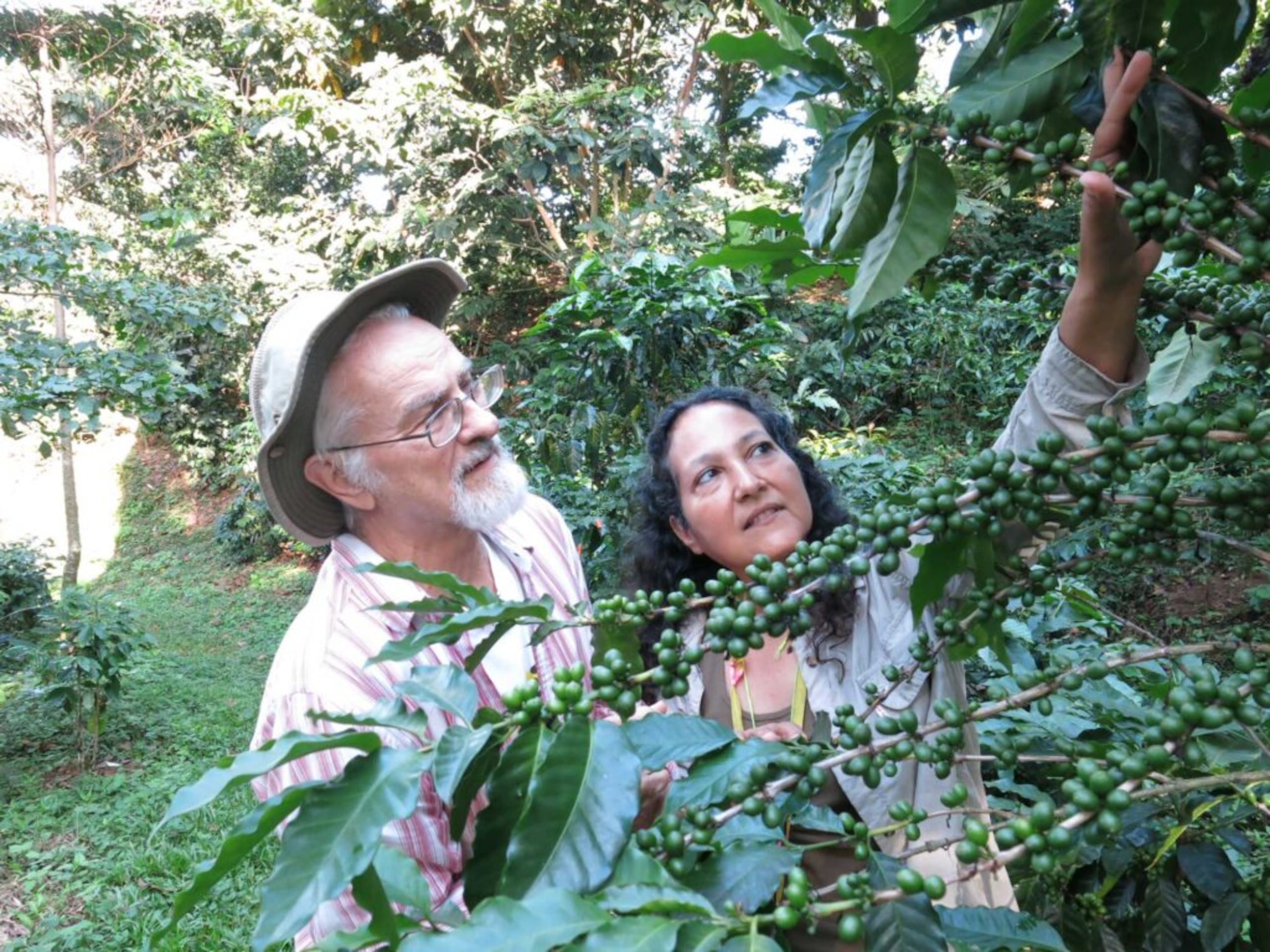 Ivette Perfecto, John Vandermeer, Universidad de Michigan
John Vandermeer, profesor de ecología y biología evolutiva en la Universidad de Michigan, revisa un cafeto en busca de hormigas en una finca cafetalera en Puerto Rico.