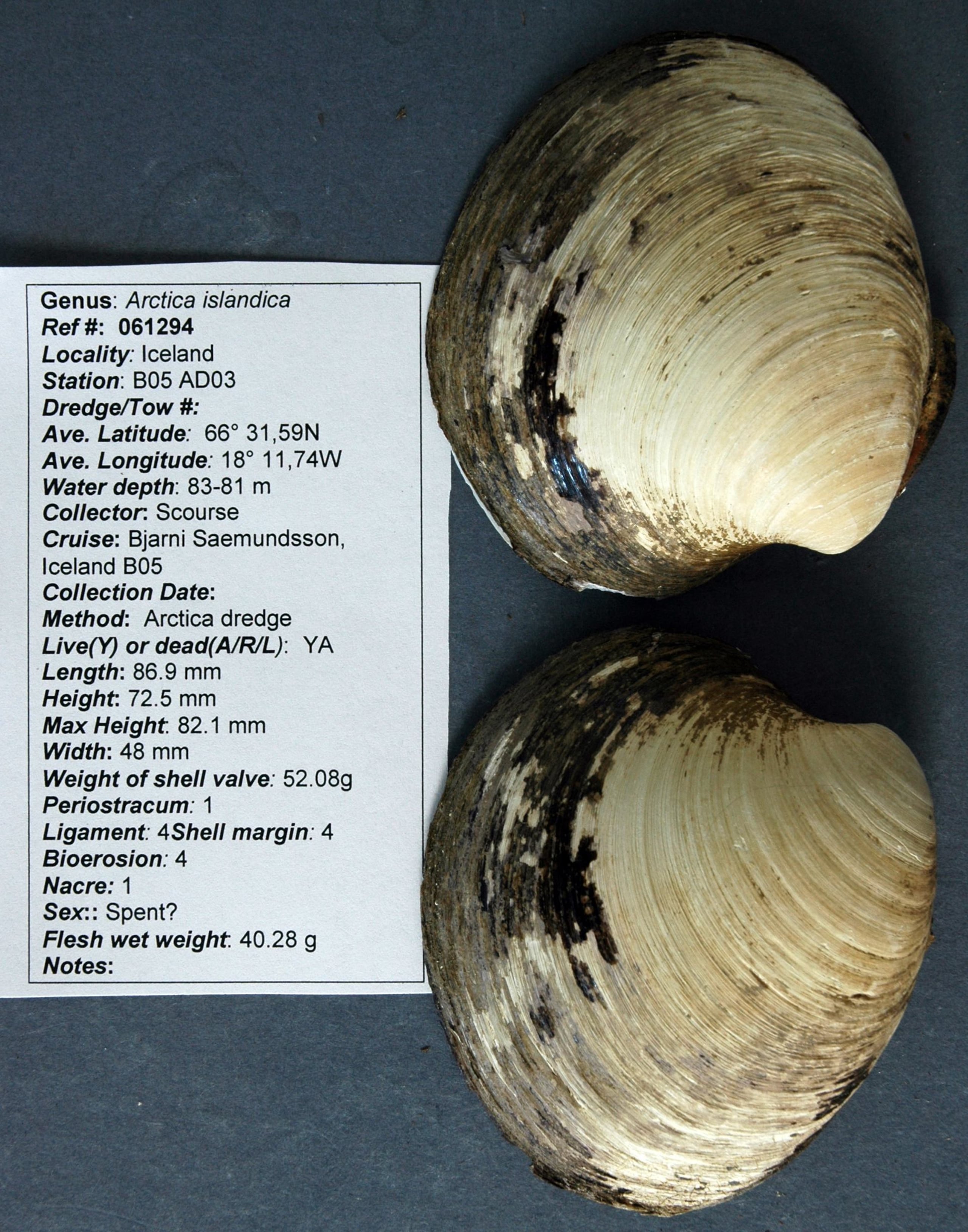 Su infancia transcurrió mientras "Don Quijote" veía la luz en España y la dinastía Ming reinaba en China.