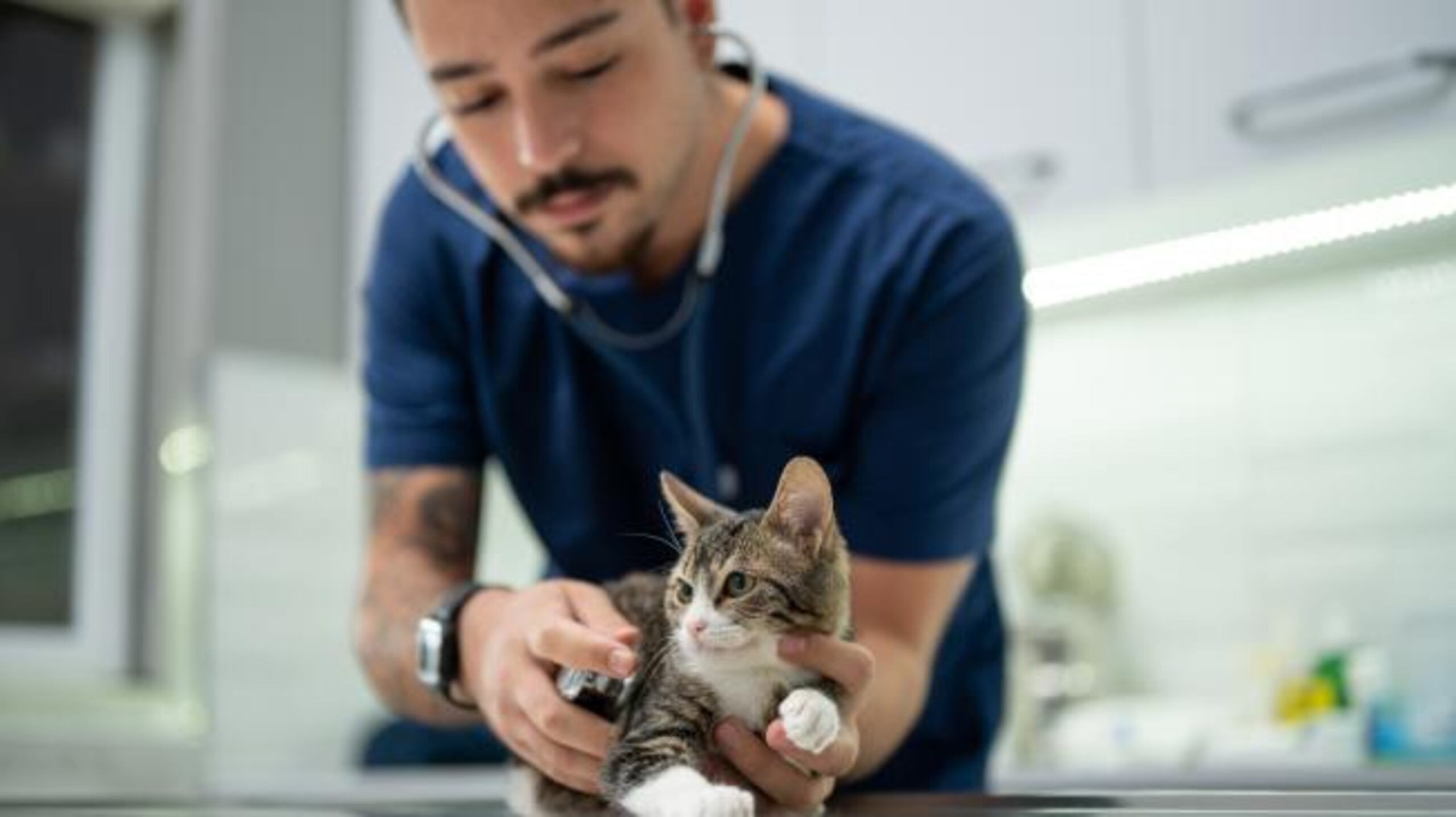 La primera visita al veterinario puede ser un buen momento para colocar el microchip como parte de la seguridad de la mascota.