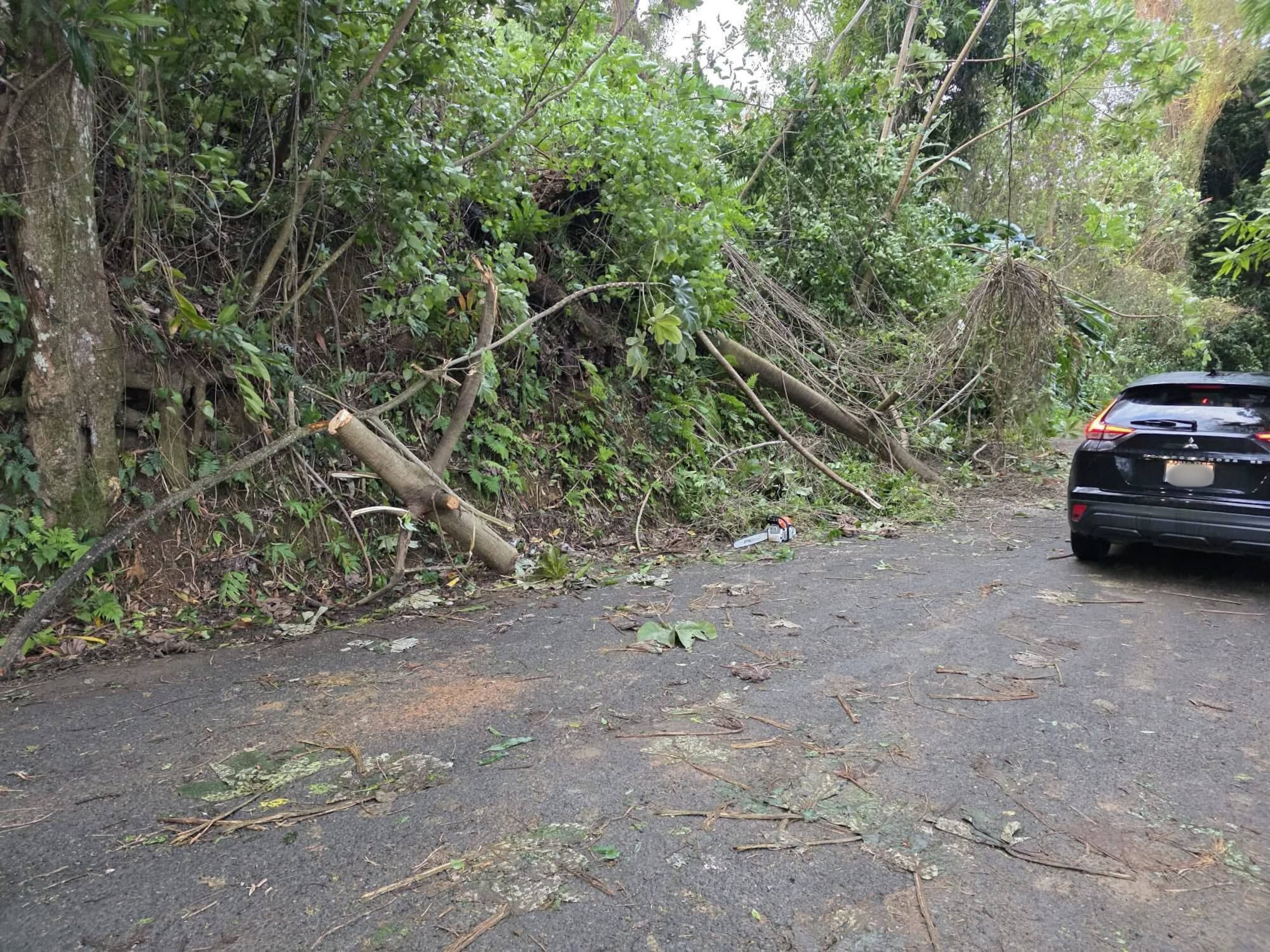 Árboles caídos en San Germán por el mal tiempo.