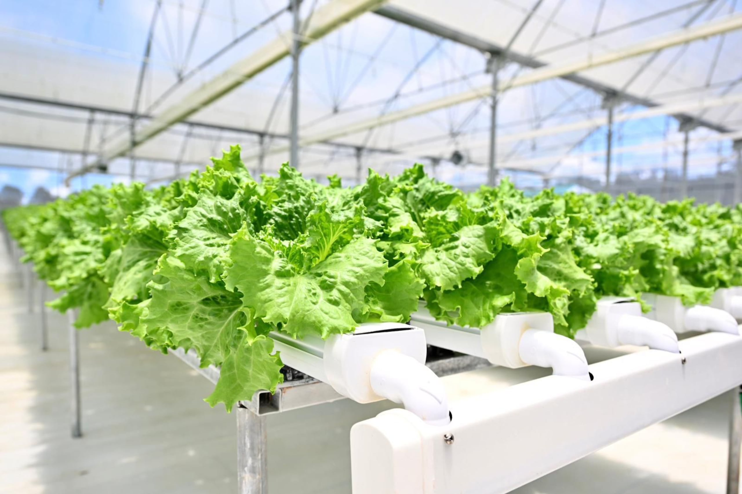 Taylor Farms, con sede en el Valle de Salinas, dijo este viernes que había “iniciado de inmediato el retiro voluntario de sus productos”.