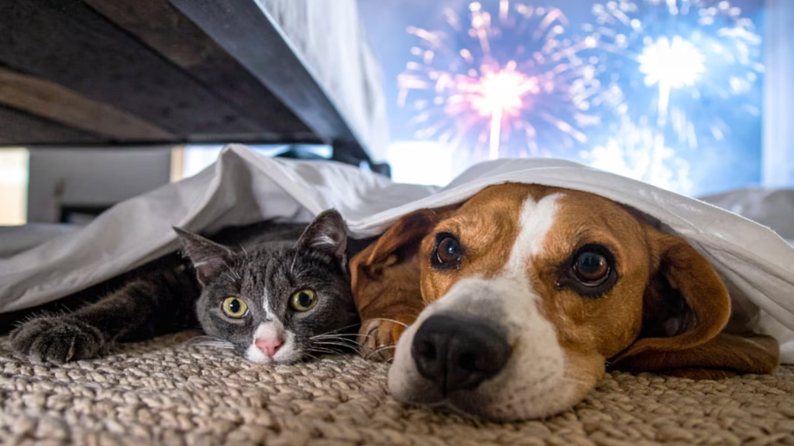 Los ruidos fuertes, como los fuegos artificiales y petardos, pueden generar una respuesta de miedo en los animales