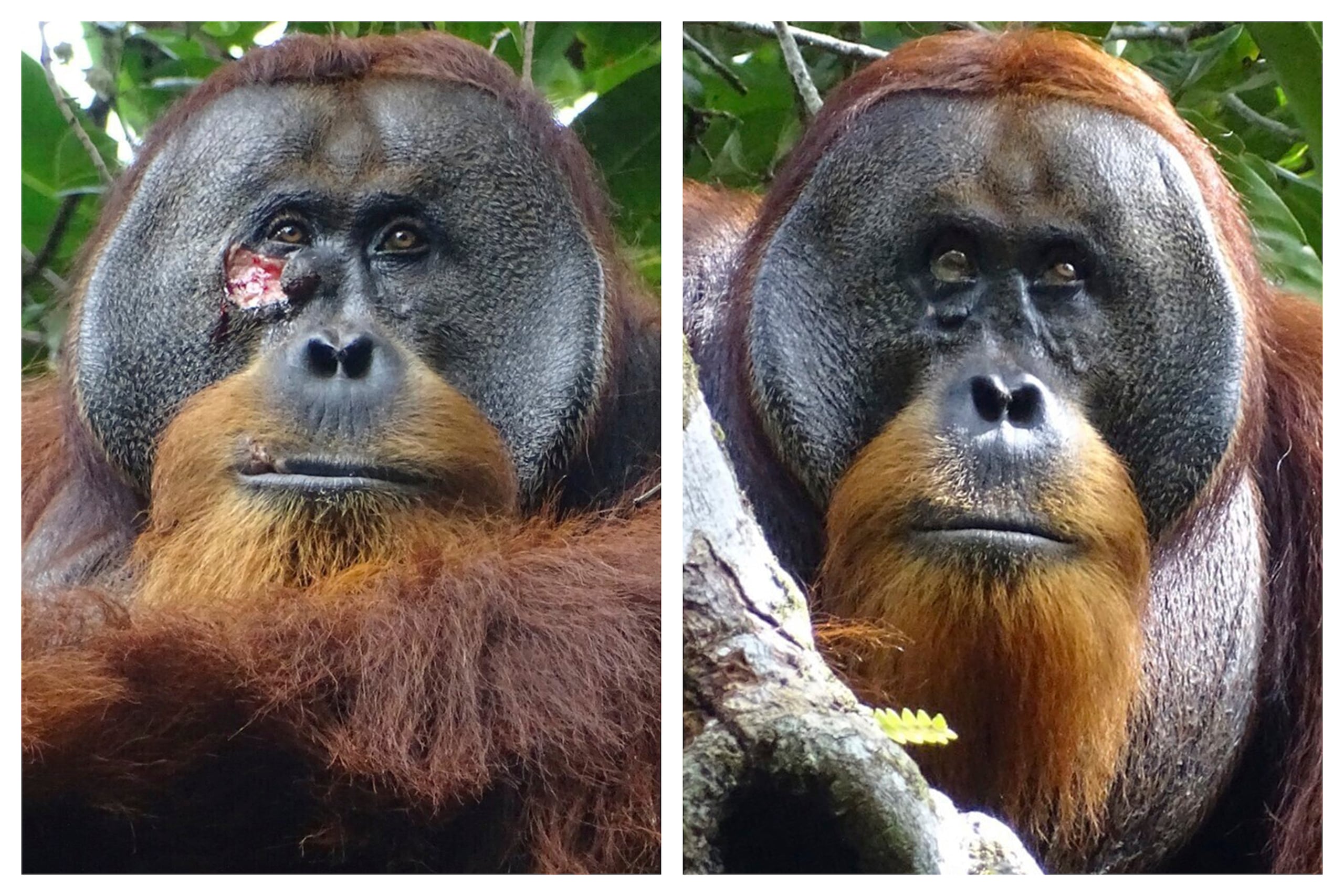 Los científicos creen que el orangutan conocido como Rakus, aprendió la técnica de automedicación, de otros orangutanes silvestres que viven fuera del área de estudio.
