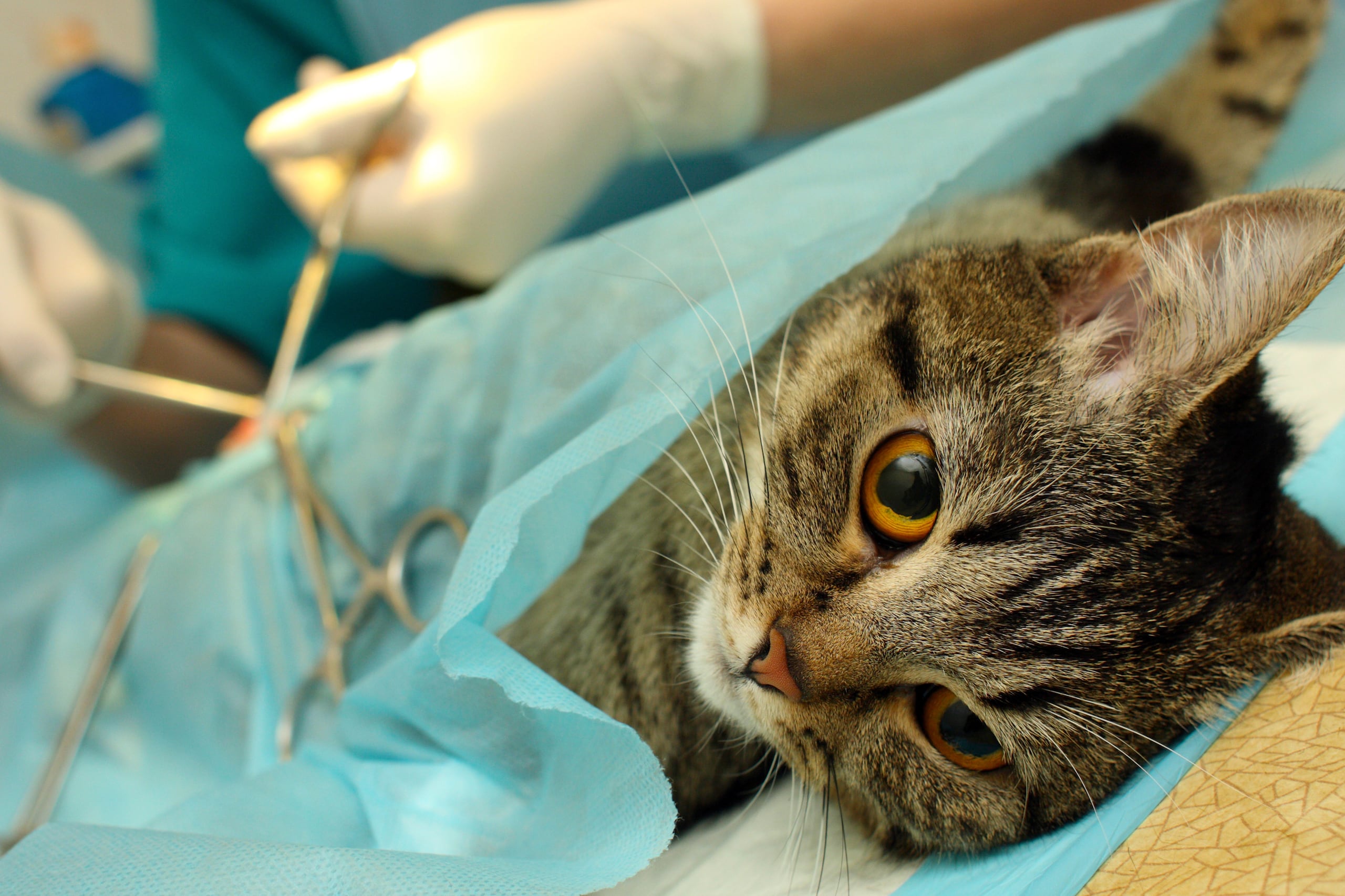 Una mascota operada tiene menos posibilidades de tener comportamiento agresivo e, inclusive, puede tornarse más afectuosa.