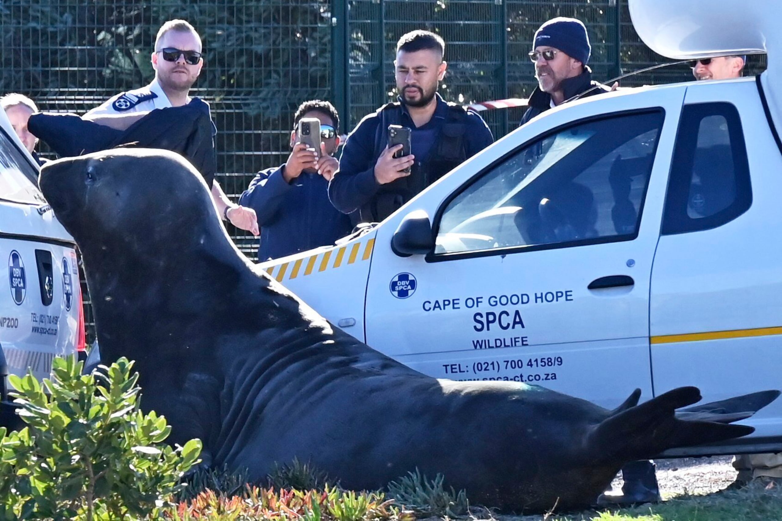 Miembros de la Sociedad para la Prevención de la Crueldad contra los Animales (SPCA) observan a un elefante marino acorralado en una calle de Gordon's Bay, cerca de Ciudad del Cabo, Sudáfrica, el martes 27 de mayo de 2025. (AP Foto)