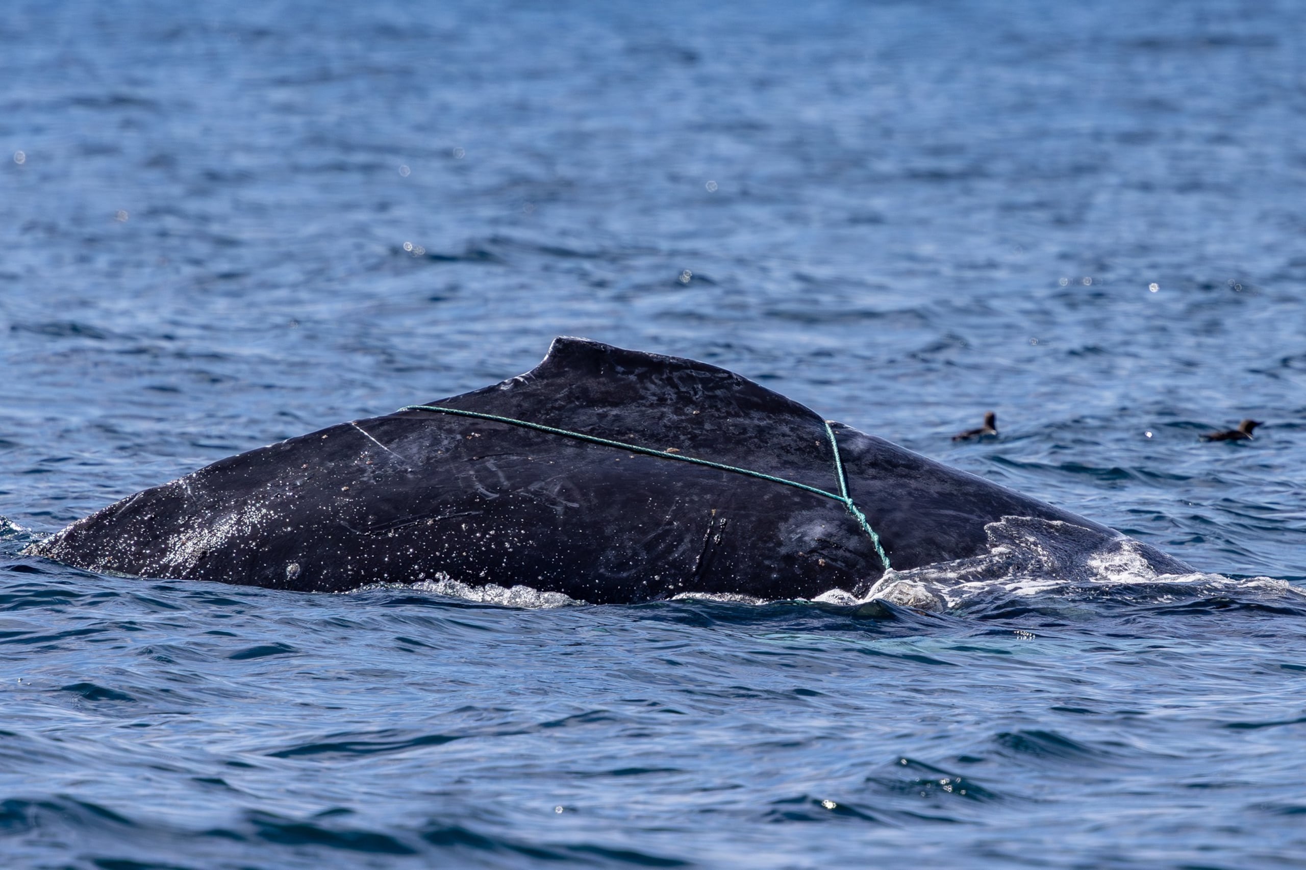 Las ballenas jorobadas suelen ser la especie que más sufre percances con redes de pesca.