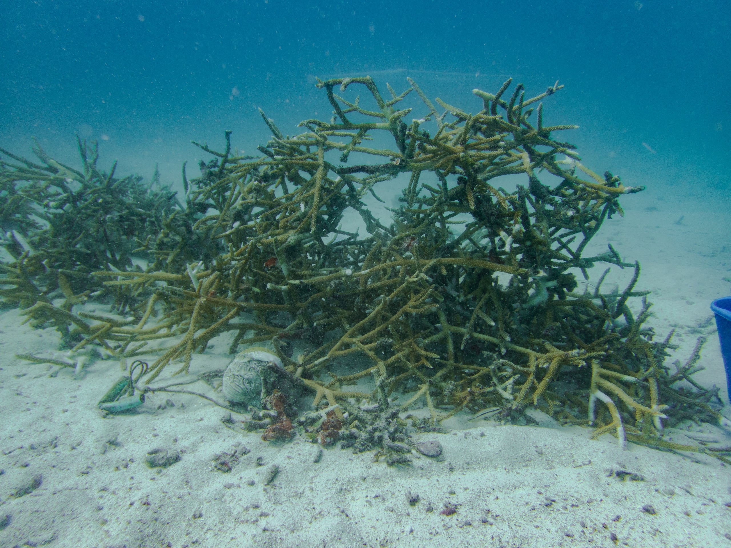 La lectura inicial en una boya de la bahía de Manatee alcanzó los 38.4 °C (101.1 °F) el lunes por la noche y se reportó el blanqueamiento de corales por las altas temperaturas.
