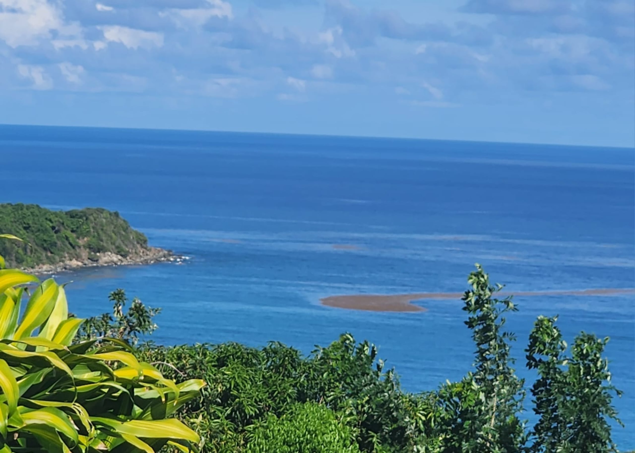 Parcho de sargazo llegando a la costa de Yabucoa.