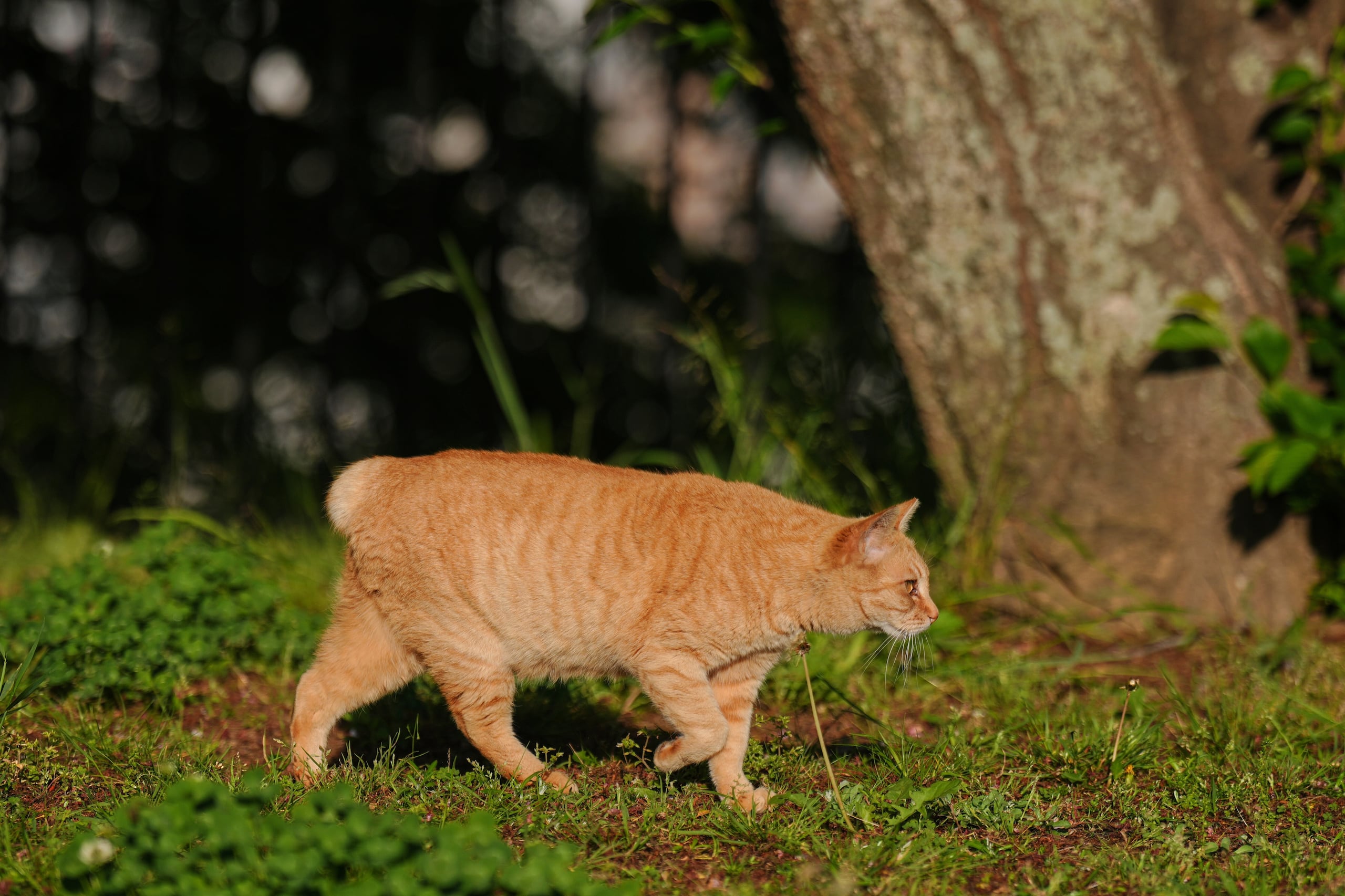 La gran población de gatos de cola corta en Nagasaki probablemente sea el resultado de una mutación genética que se reprodujo en un entorno relativamente aislado, cuando la nación estaba completamente cerrada.