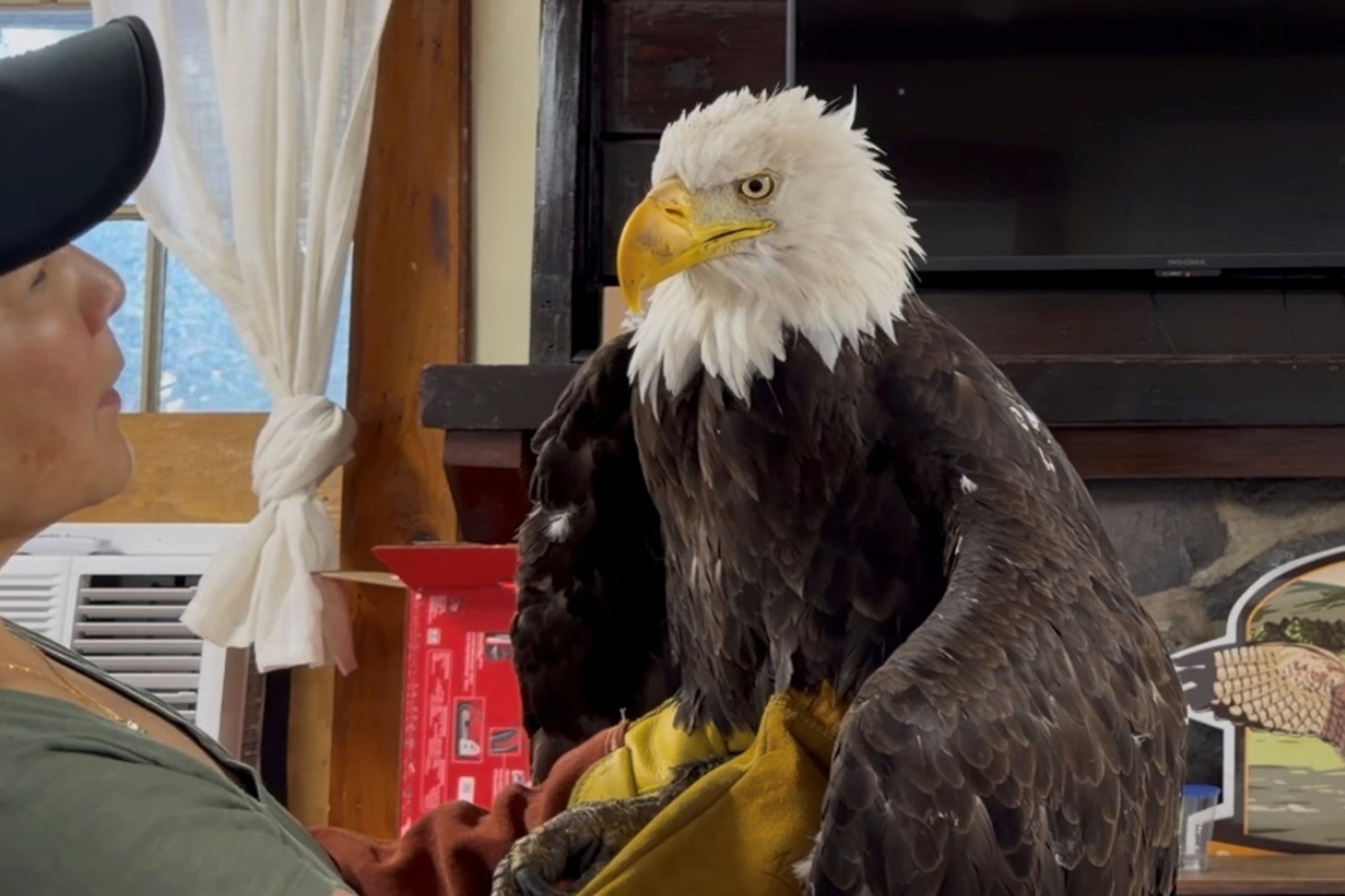Jackie recibió tratamiento médico durante tres semanas en el Ojai Raptor Center, donde fue atendida por distintas de dolencias, incluida anemia.