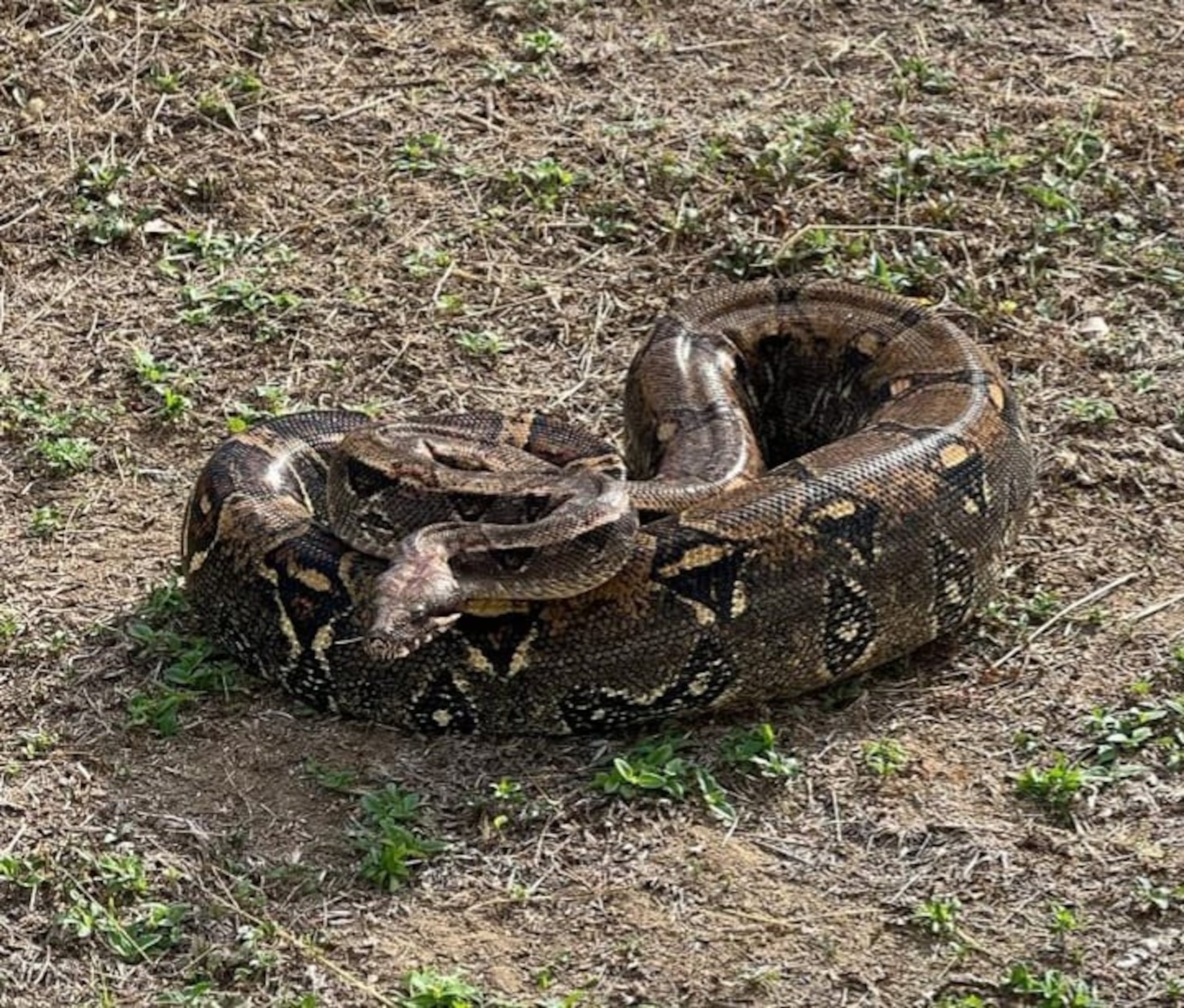 Destacó que “la más grande que he cogido, hasta ahora, es de aproximadamente 11 pies”.