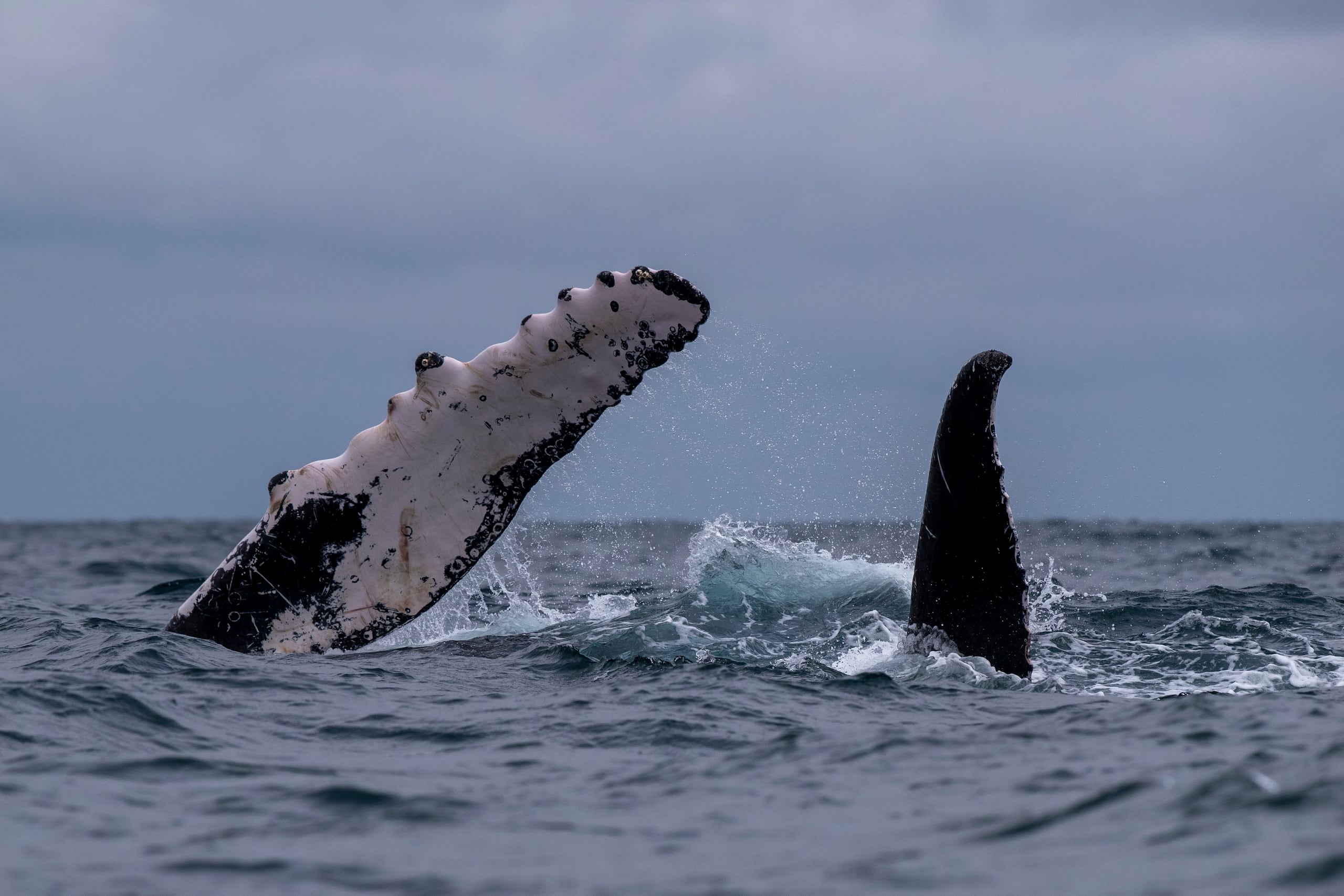 El mar peruano se encuentra en el trayecto de migración que realizan estas ballenas desde la Antártida hasta las costas del norte de Perú, donde se encuentra su área de crianza y reproducción.