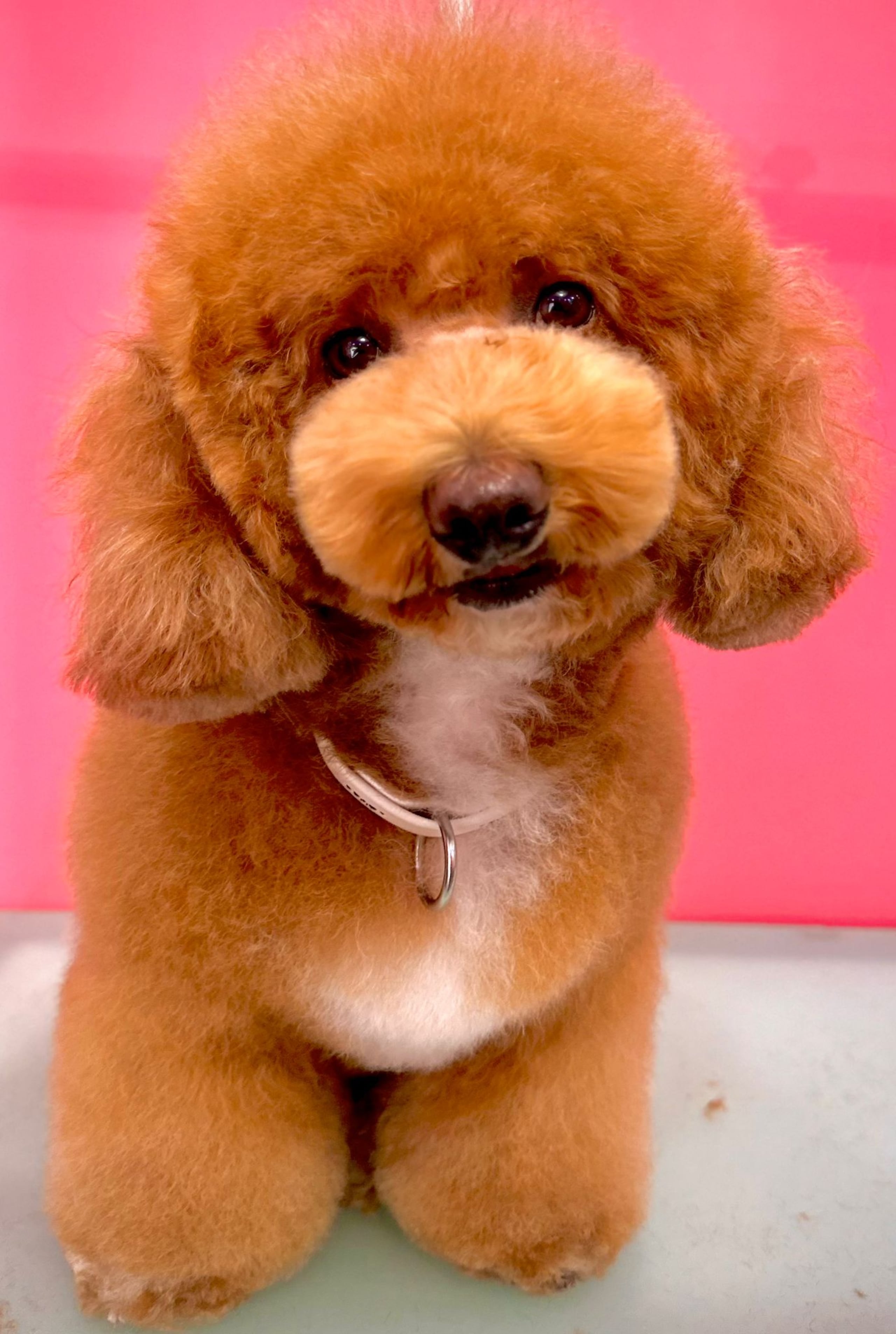 La "bichpoo", quien es perra de servicio, se dedica a llevar alegría en distintos hospitales de la Isla.