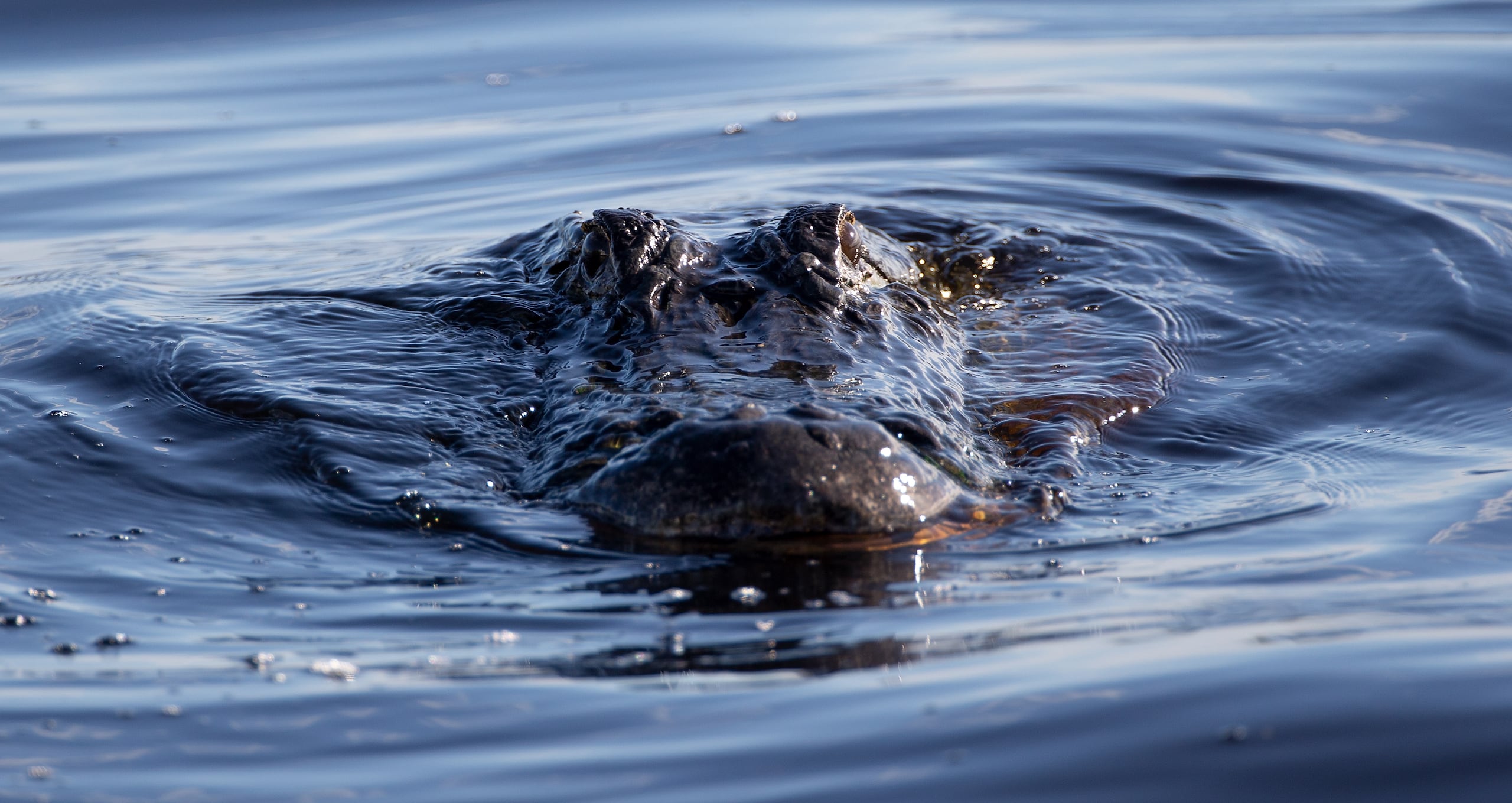 Los ataques de caimanes son poco frecuentes en el estado, según la Comisión de Conservación de Pesca y Vida Silvestre de Florida.