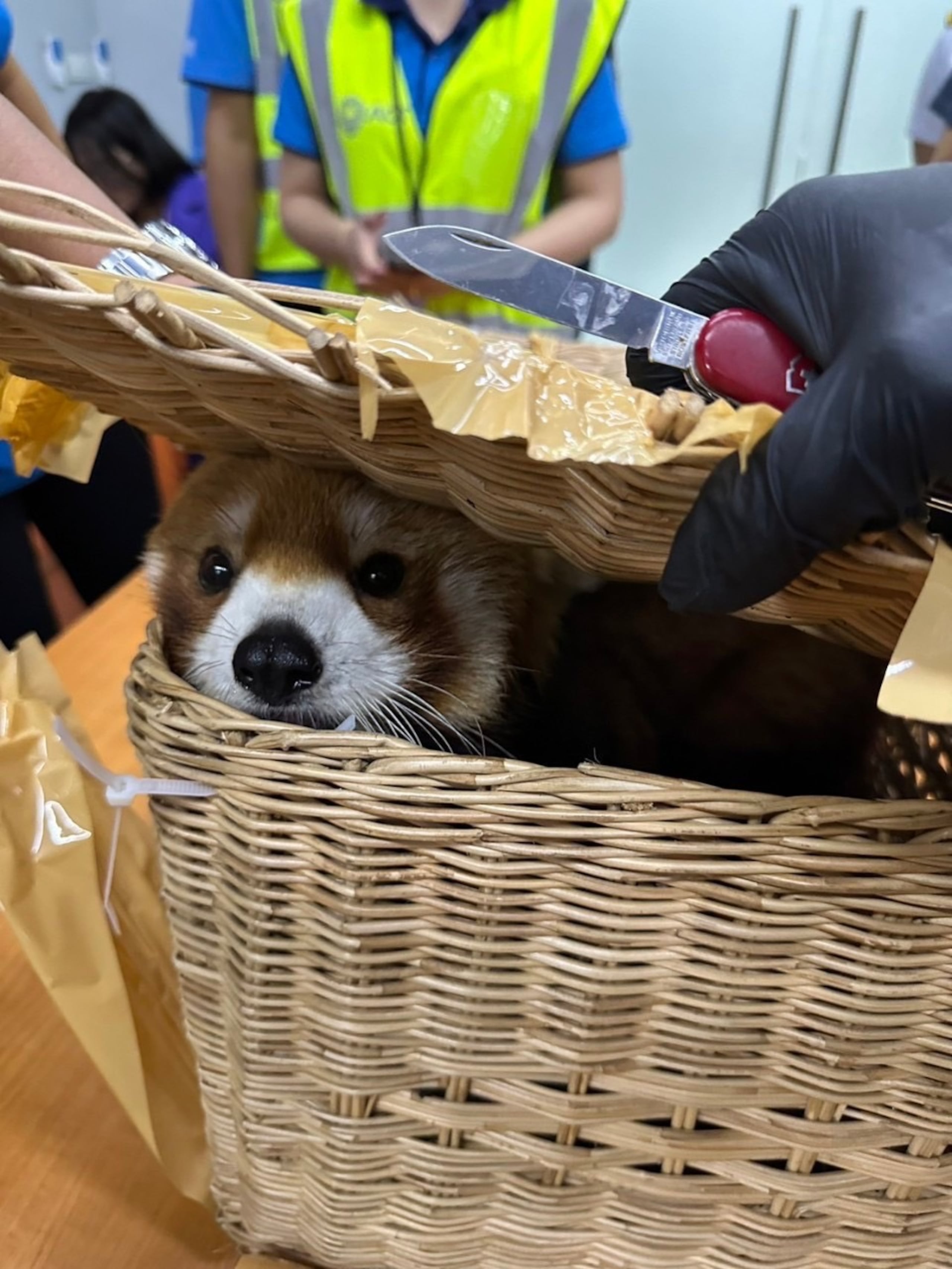 Fotografía cedida por El Servicio de Aduanas de Tailandia que muestra animales silvestres en el aeropuerto de Bangkok (Tailandia). Seis personas fueron arrestadas en el aeropuerto internacional de Bangkok por intentar contrabandear en el equipaje un panda rojo y casi un centenar de otros animales silvestres, entre ellos serpientes, lagartos y pájaros, informaron fuentes oficiales tailandesas. EFE/Servicio de Aduanas de Tailandia /SOLO USO EDITORIAL/ SOLO DISPONIBLE PARA ILUSTRAR LA NOTICIA QUE ACOMPAÑA (CRÉDITO OBLIGATORIO)