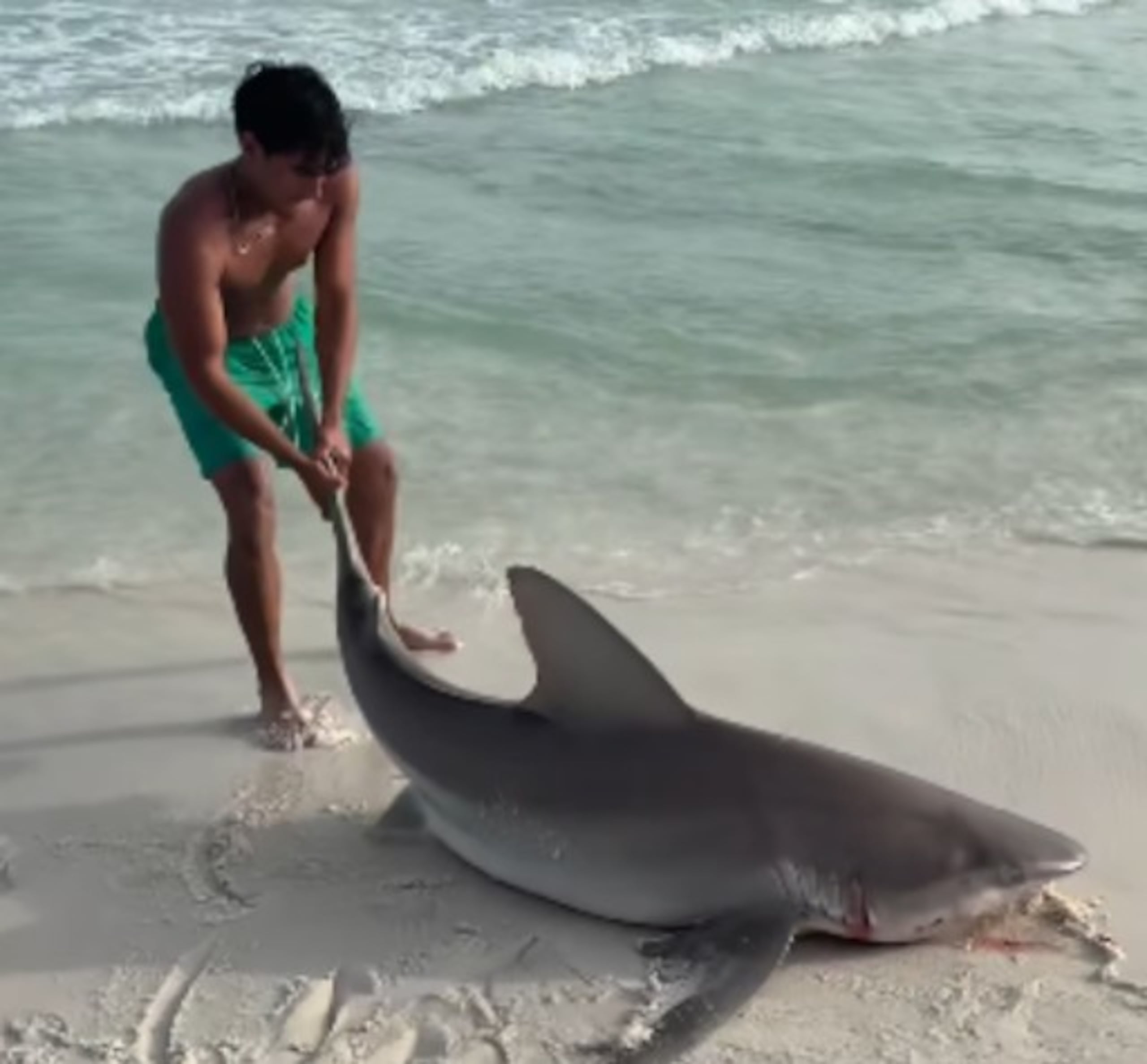 Los bañistas lograron ayudar al animal a regresar al mar sin que nadie resultara herido.
