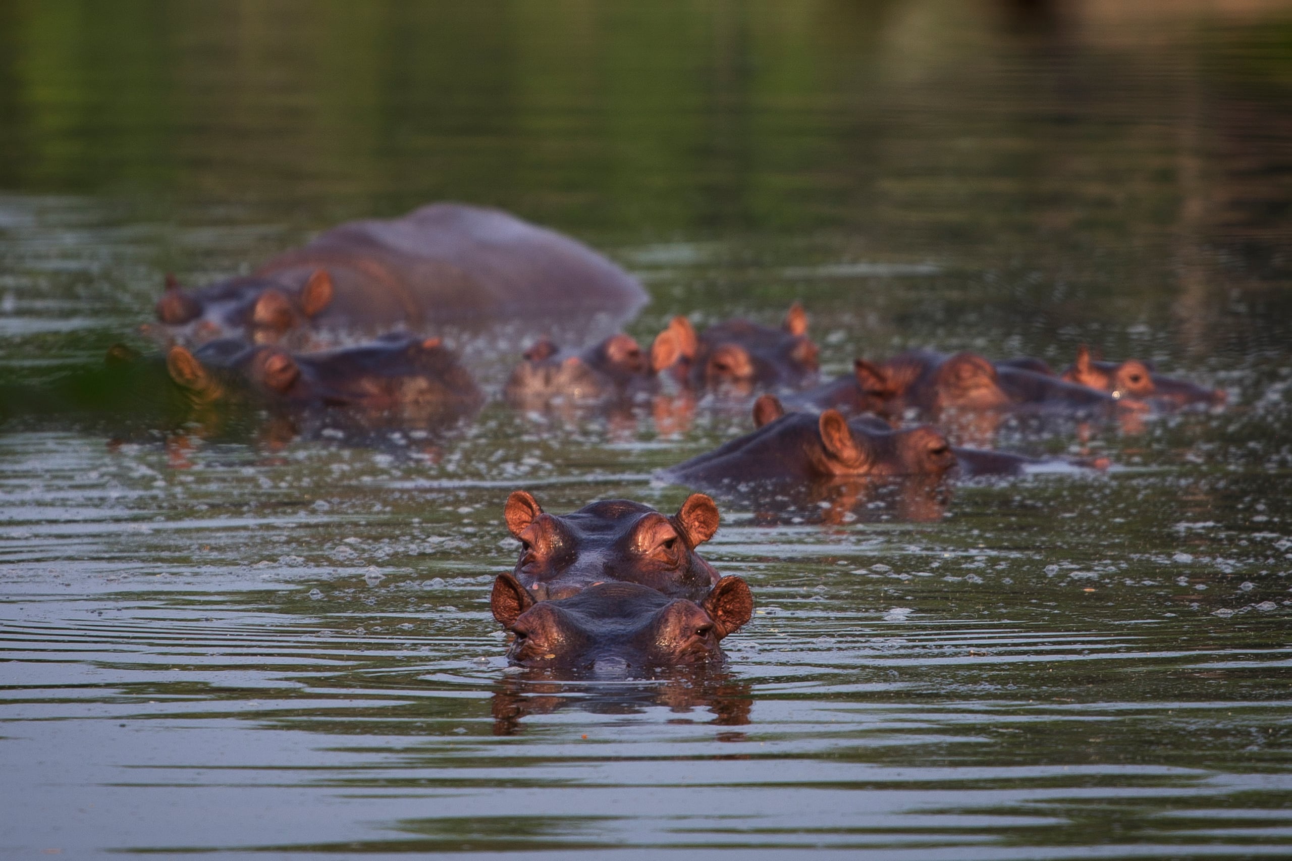 ARCHIVO - Varios hipopótamos en un lago del Parque Temático Hacienda Nápoles en Puerto Triunfo, Colombia, el 12 de febrero de 2020. Una icónica hembra hipopótamo, descendiente de los individuos que llevó a Colombia ilegalmente el capo Pablo Escobar para su zoológico particular, falleció el jueves 11 de julio de 2024 luego de varios meses de necesitar atención médica, informó el Parque Temático Hacienda Nápoles. (AP Foto/Iván Valencia, Archivo)