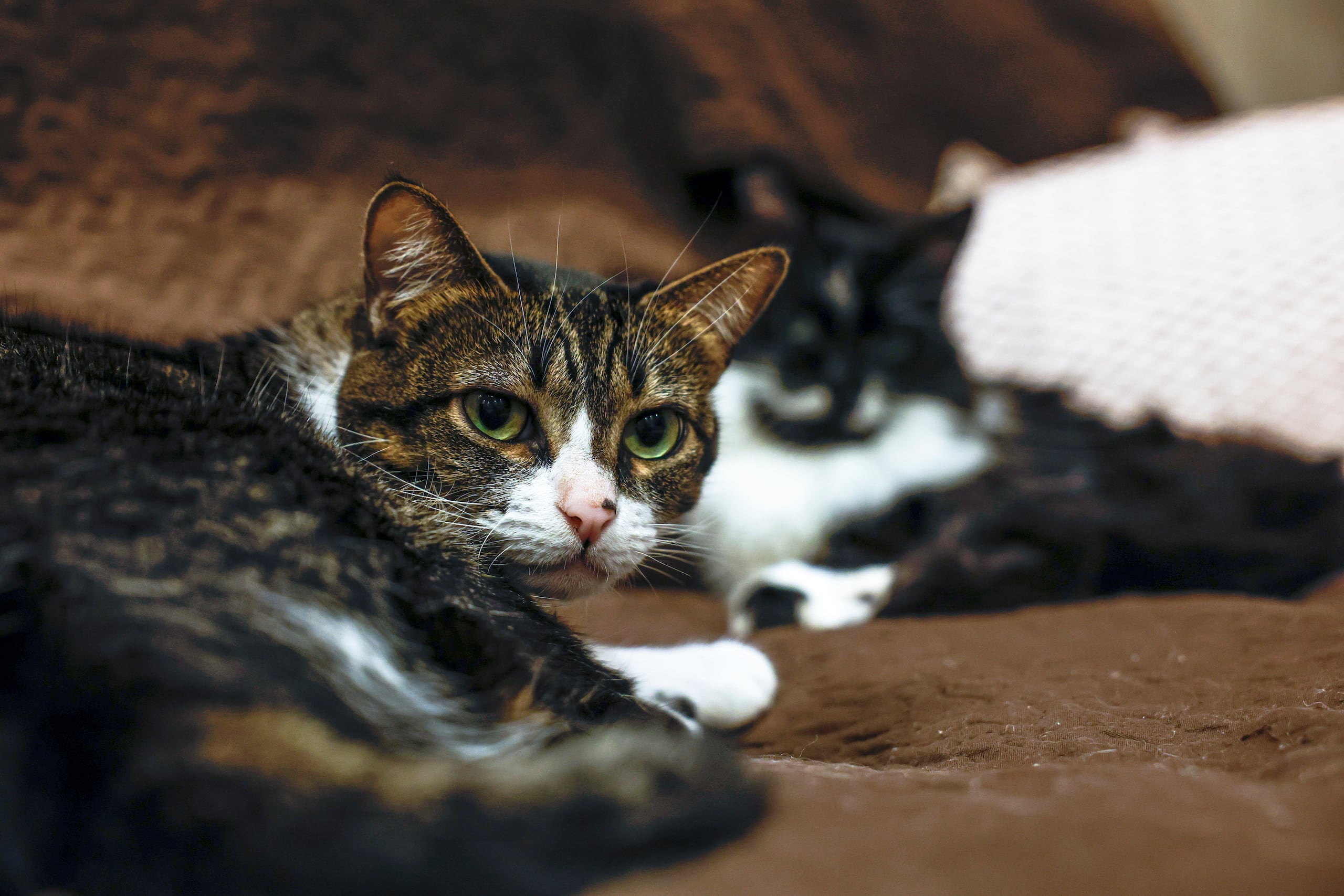 El Parlamento Europeo dio luz verde este martes a la primera legislación comunitaria para mejorar el bienestar de perros y gatos, que incluye la obligación de identificar a todos con un microchip y registrarlos en bases de datos. Fotografía de archivo de un gato. EFE/ Antonio Lacerda