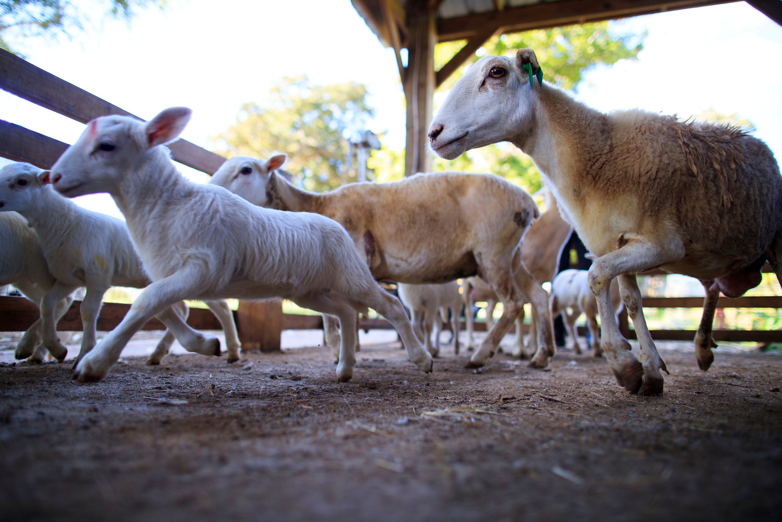 El valor de los animales muertos fue estimado en $3,000.