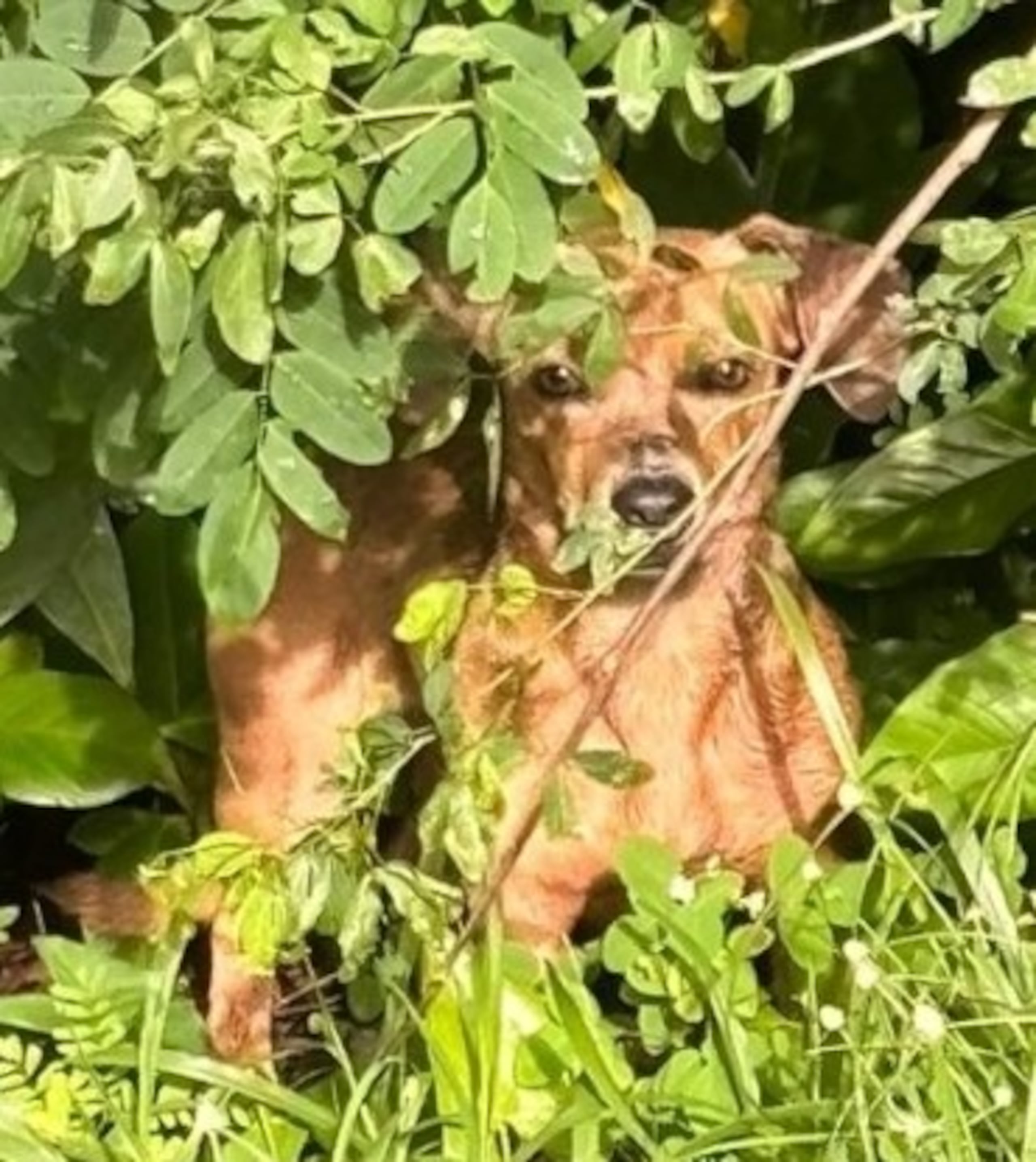 Este perro fue abandonado en la maleza dentro de una bolsa plástica en el sector Pueblito del barrio El Duque, en Naguabo.