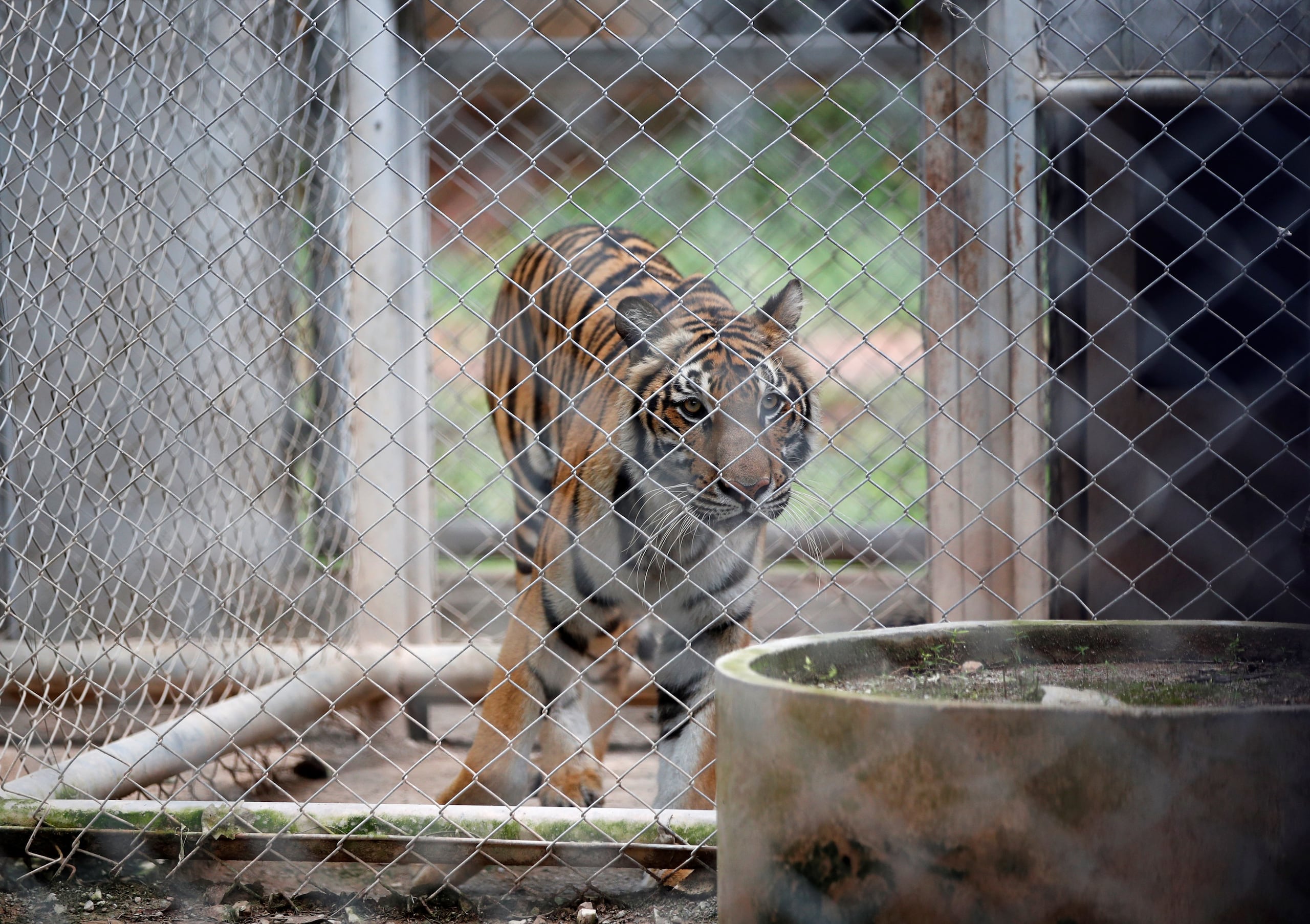 Fotografía de archivo, tomada el 20/09/2019, que muestra a un tigre en un santuario en la provincia de Ratchaburi, Tailandia. EFE/EPA/RUNGROJ YONGRIT