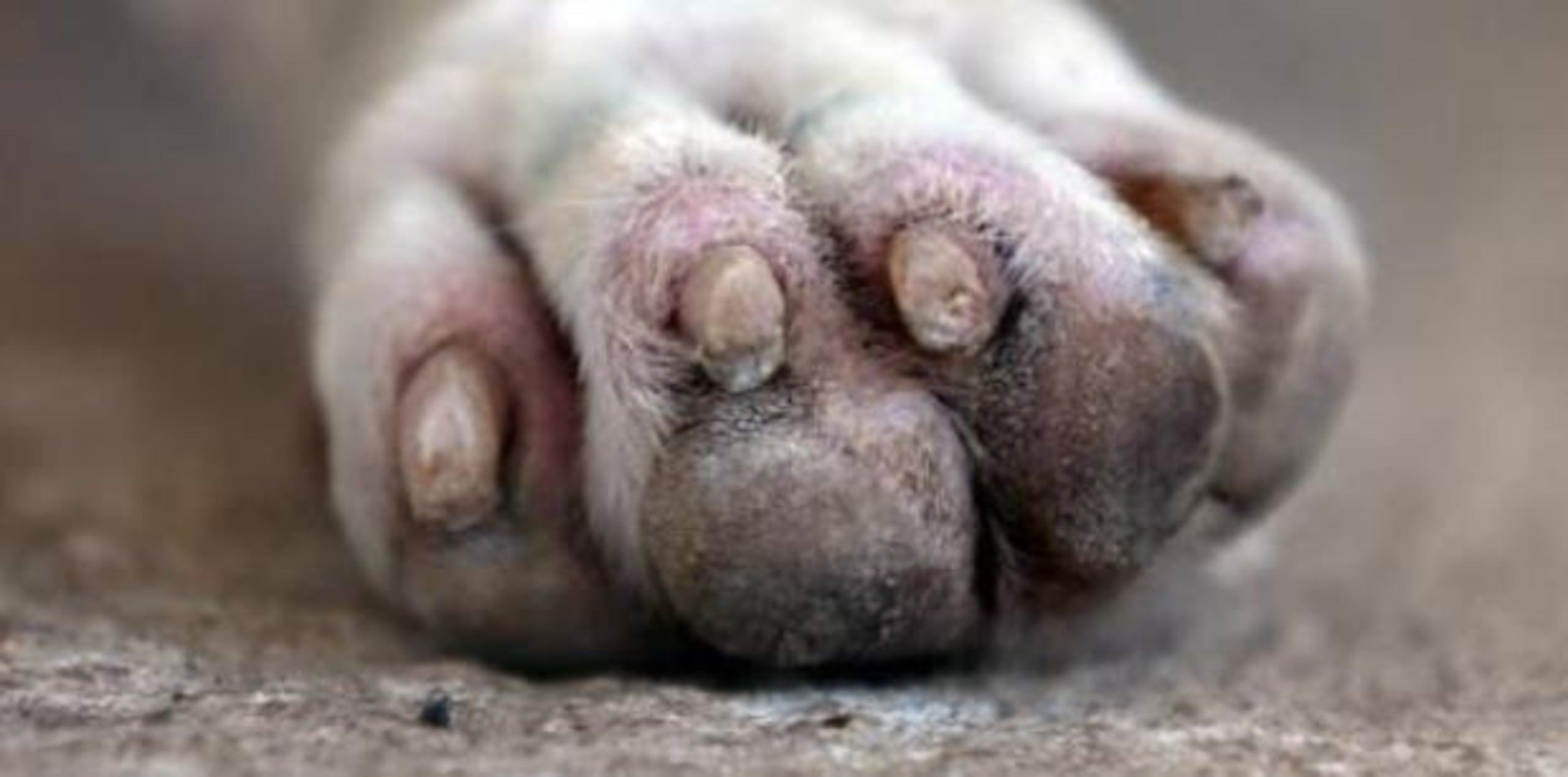 Al llegar los patrulleros se percataron que la casa había sido tiroteada y que en el patio estaba muerta la mascota. (archivo)