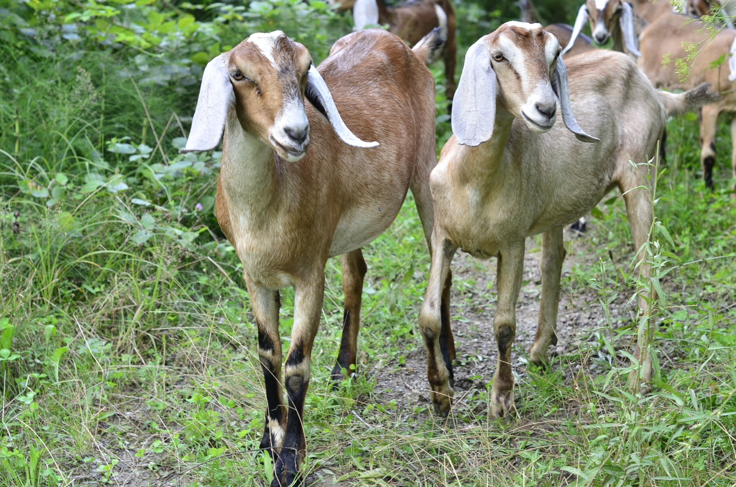 Parte de un grupo de cabras nubias.