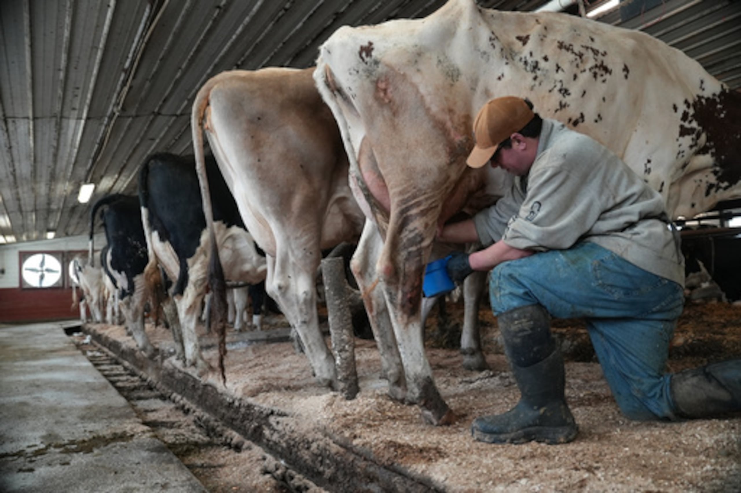 Nick Armato prepara una vaca para el ordeño en la granja Ronnybrook, que utiliza la pasteurización, en Ancramdale, Nueva York, el 22 de abril de 2026. (AP Photo/Mary Conlon)