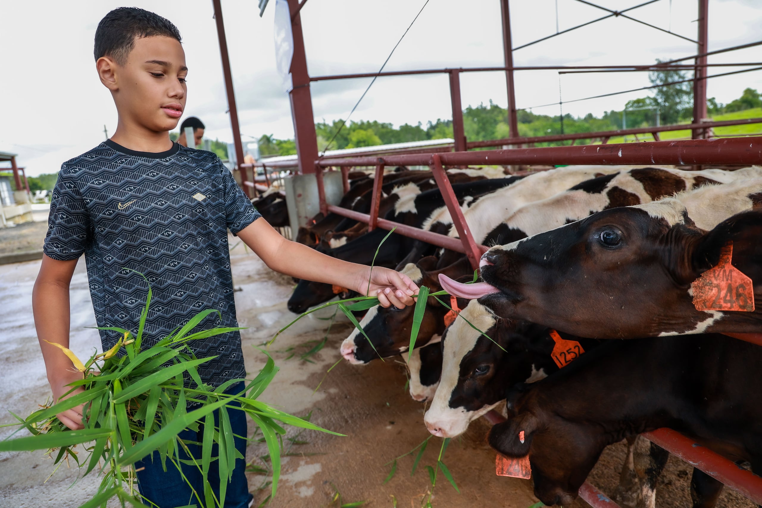 Como parte de los recorridos, los visitantes pueden alimentar a las vacas, entre otras experiencias.