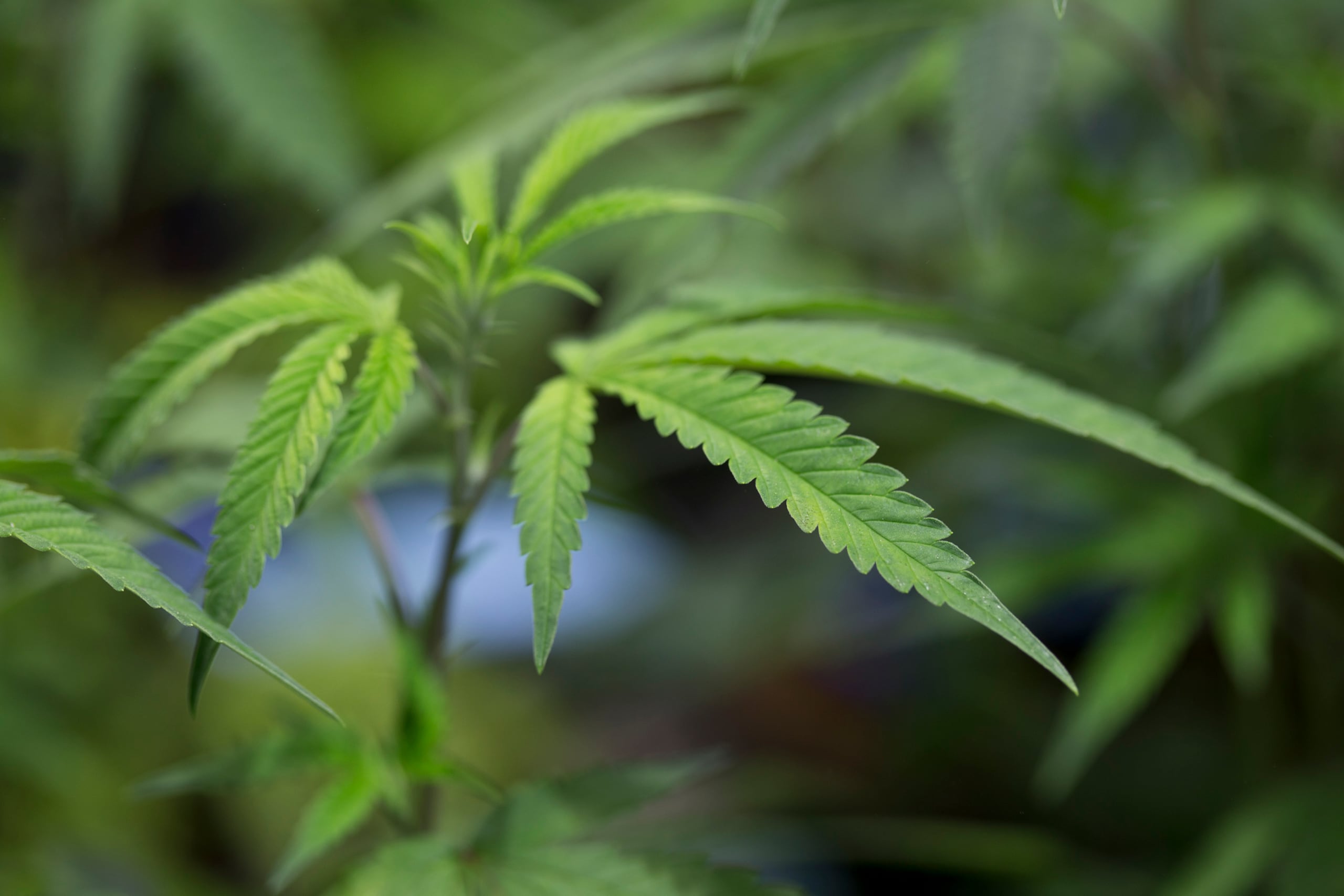 Los escaladores se apropiaron de 8 libras de cannabis medicinal.
